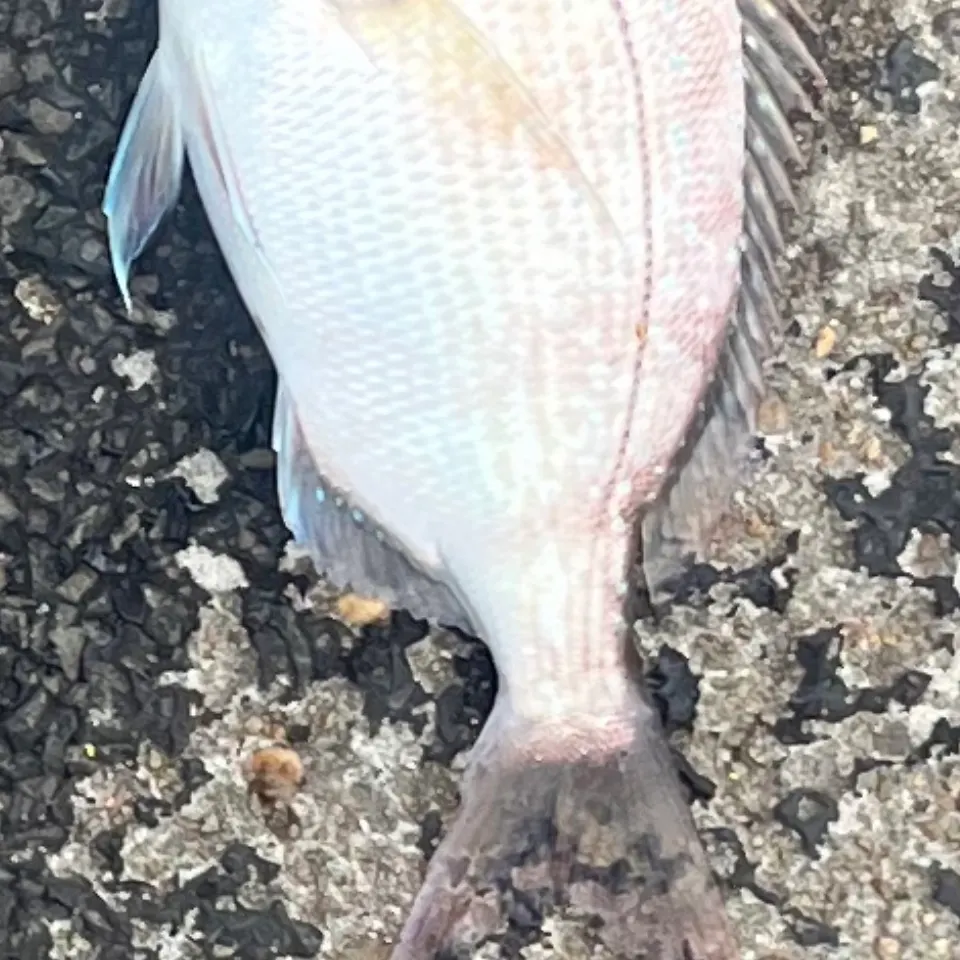 Australasian snapper caught on Fishbrain