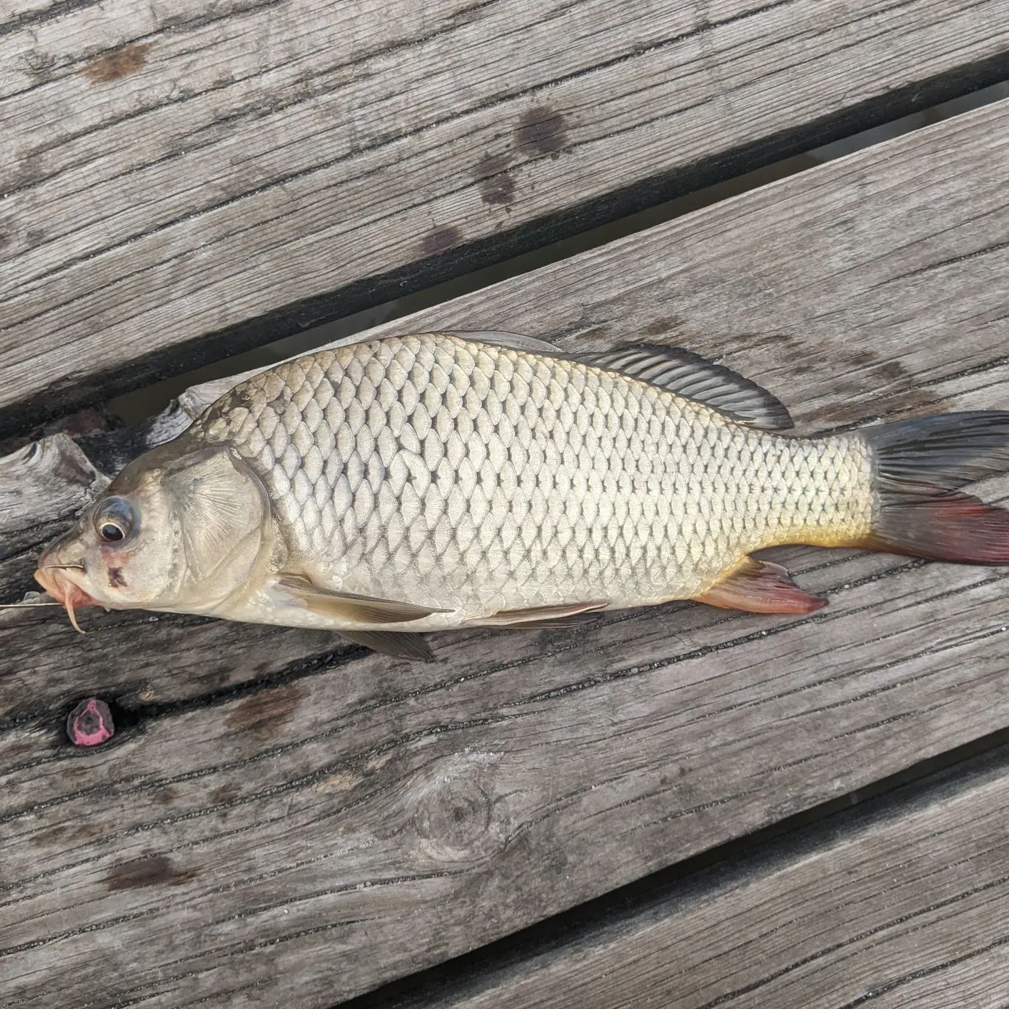 Common carp caught on Fishbrain