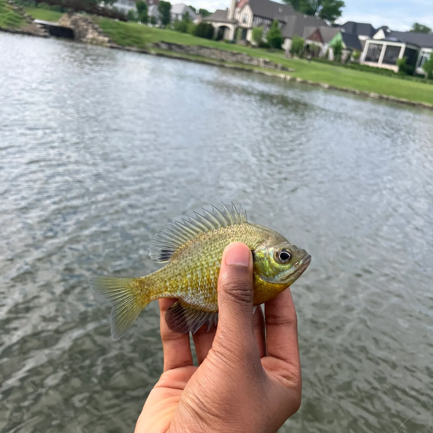 The most recent Bluegill catches on Fishbrain