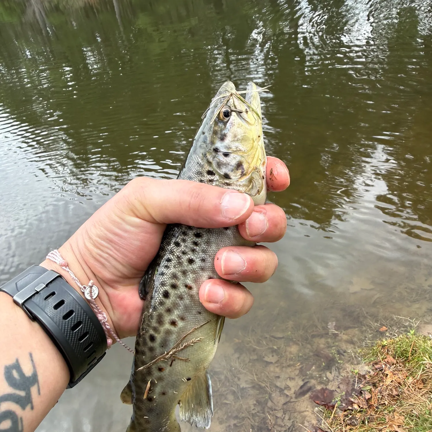 The most recent Sea trout catches on Fishbrain