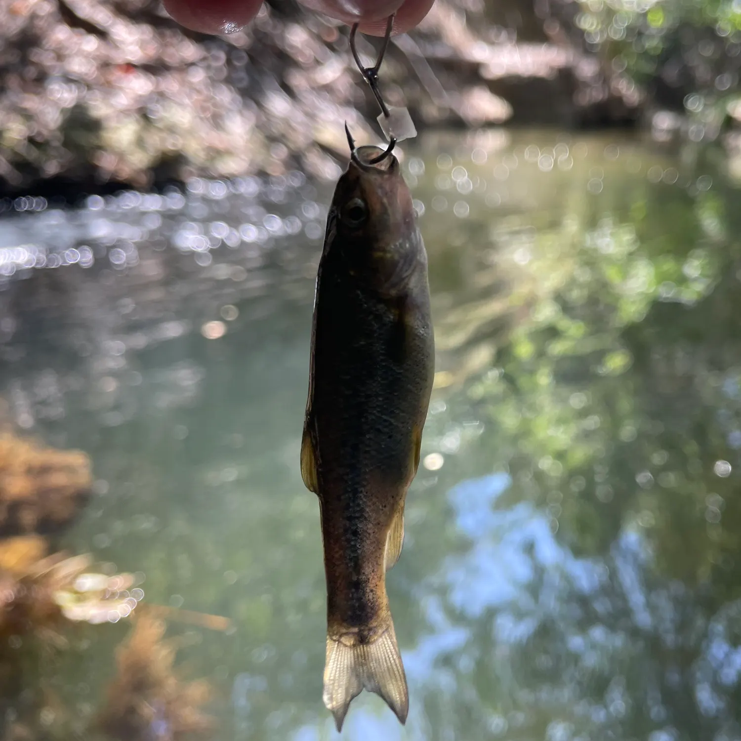 The most recent Arroyo chub catches on Fishbrain