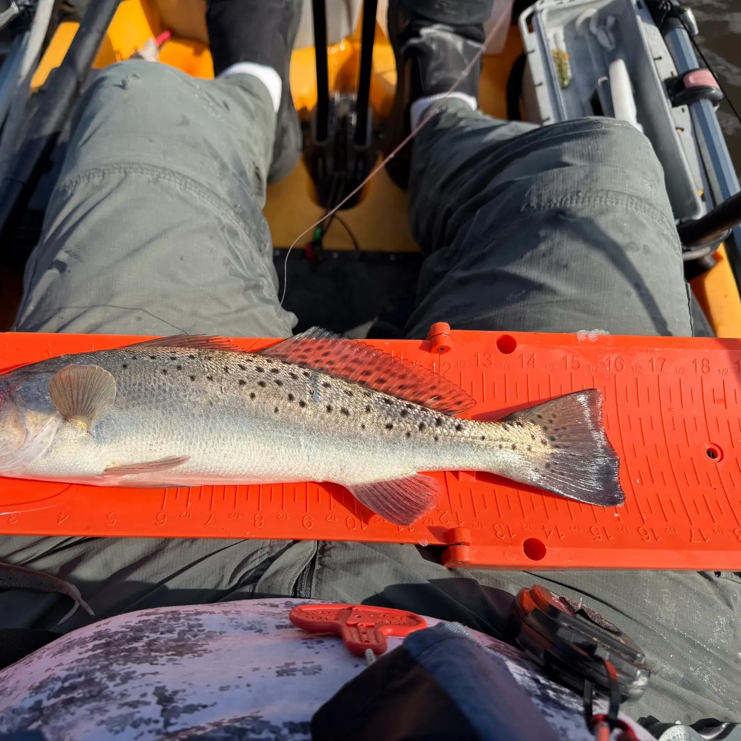 Spotted seatrout caught on Fishbrain