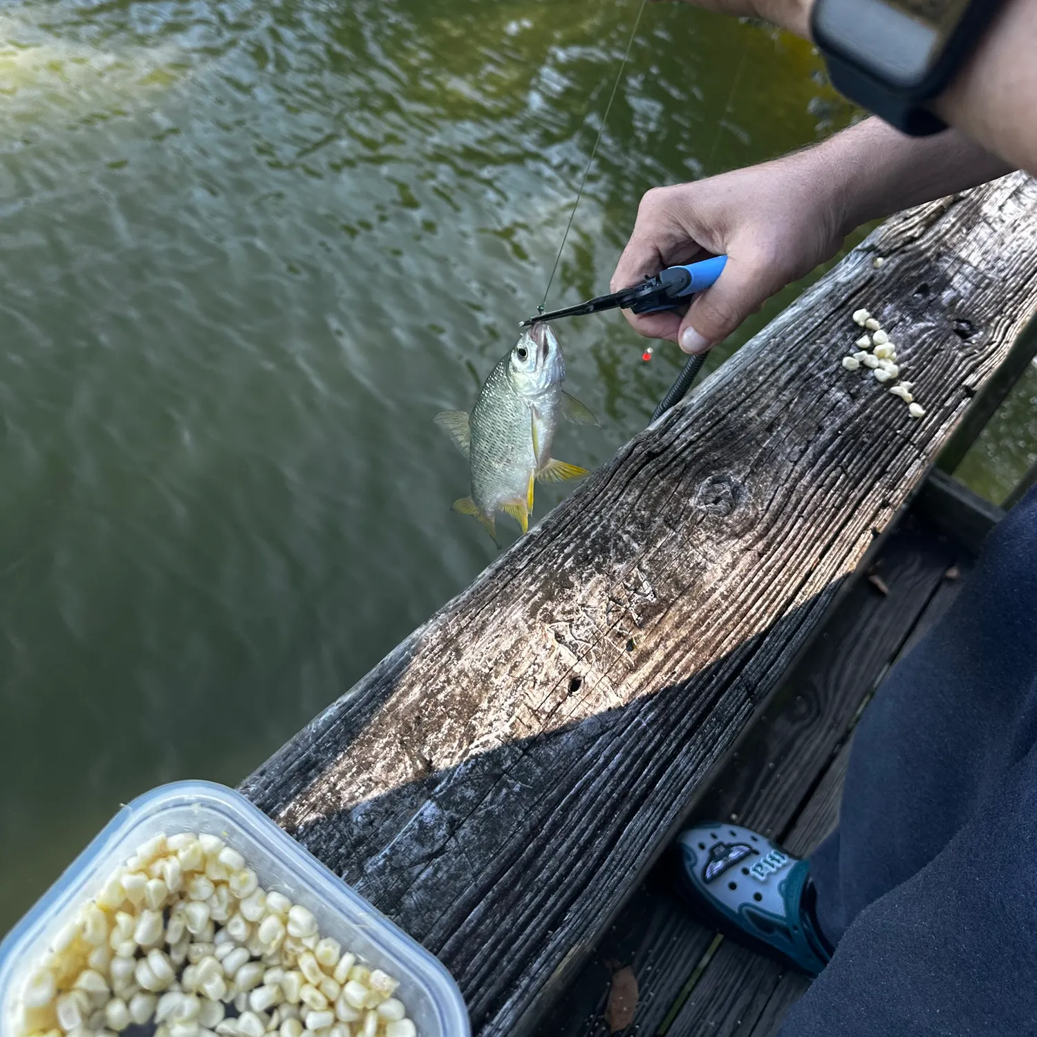 The most recent Golden shiner catches on Fishbrain