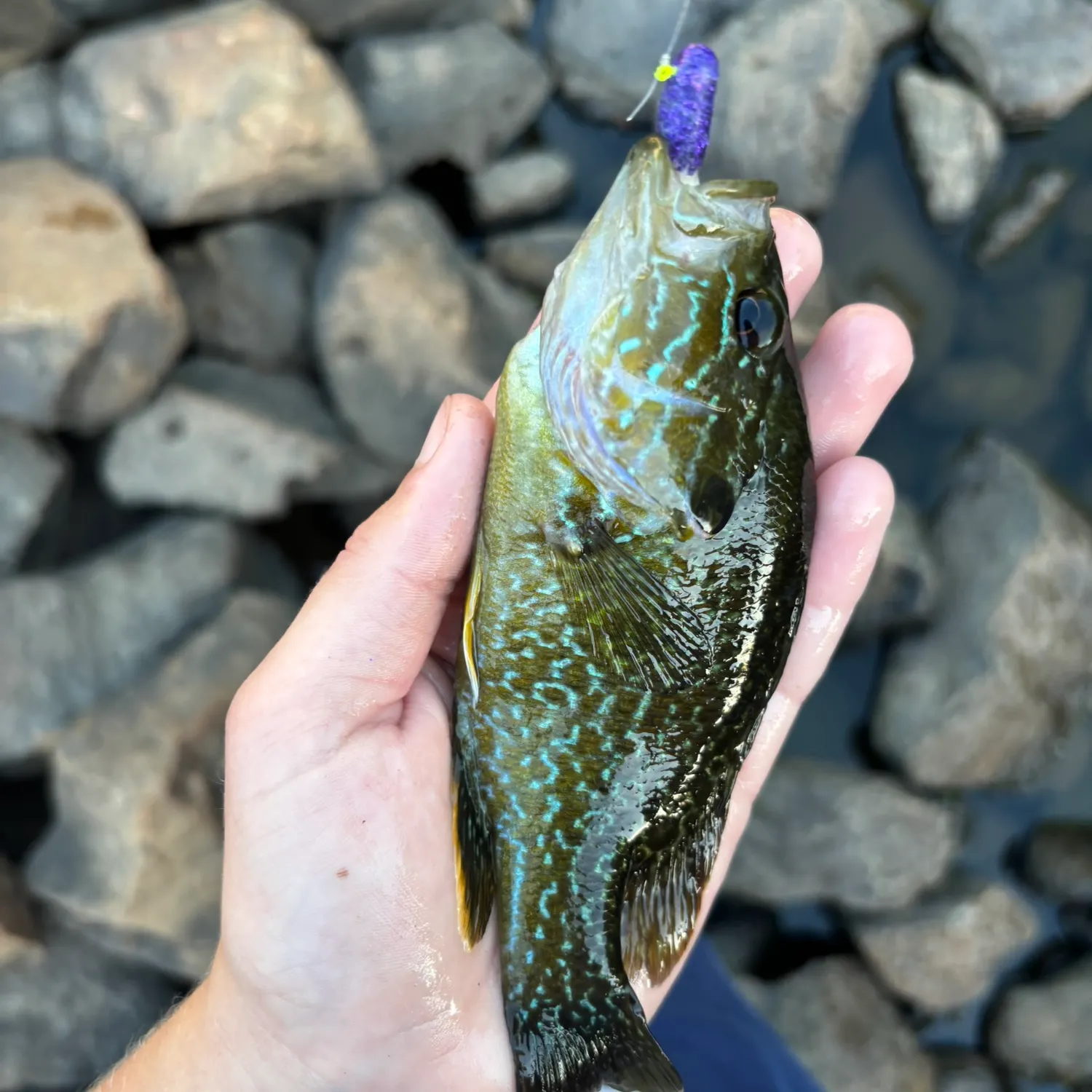The most recent Warmouth x green sunfish catches on Fishbrain