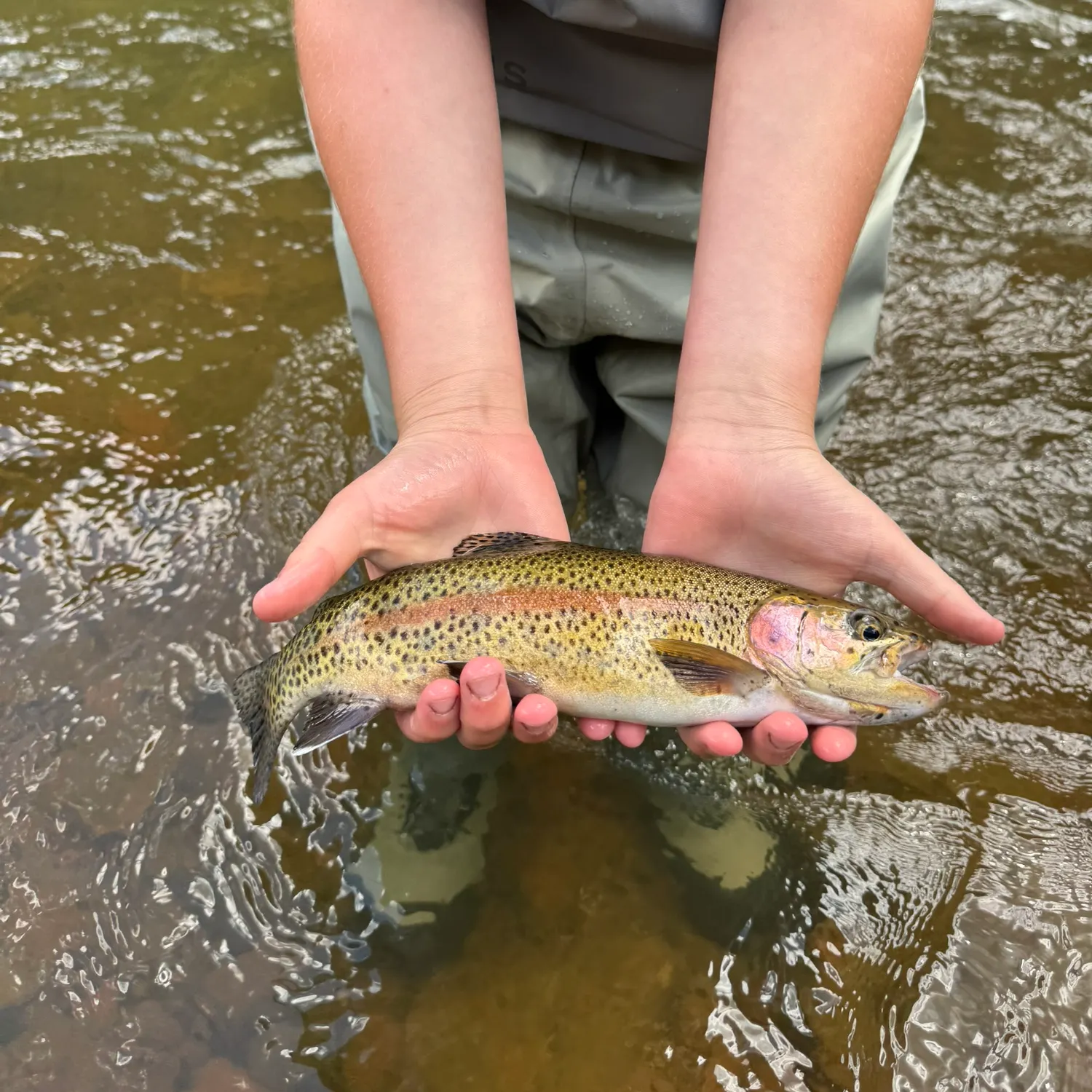 Cutbow caught on Fishbrain