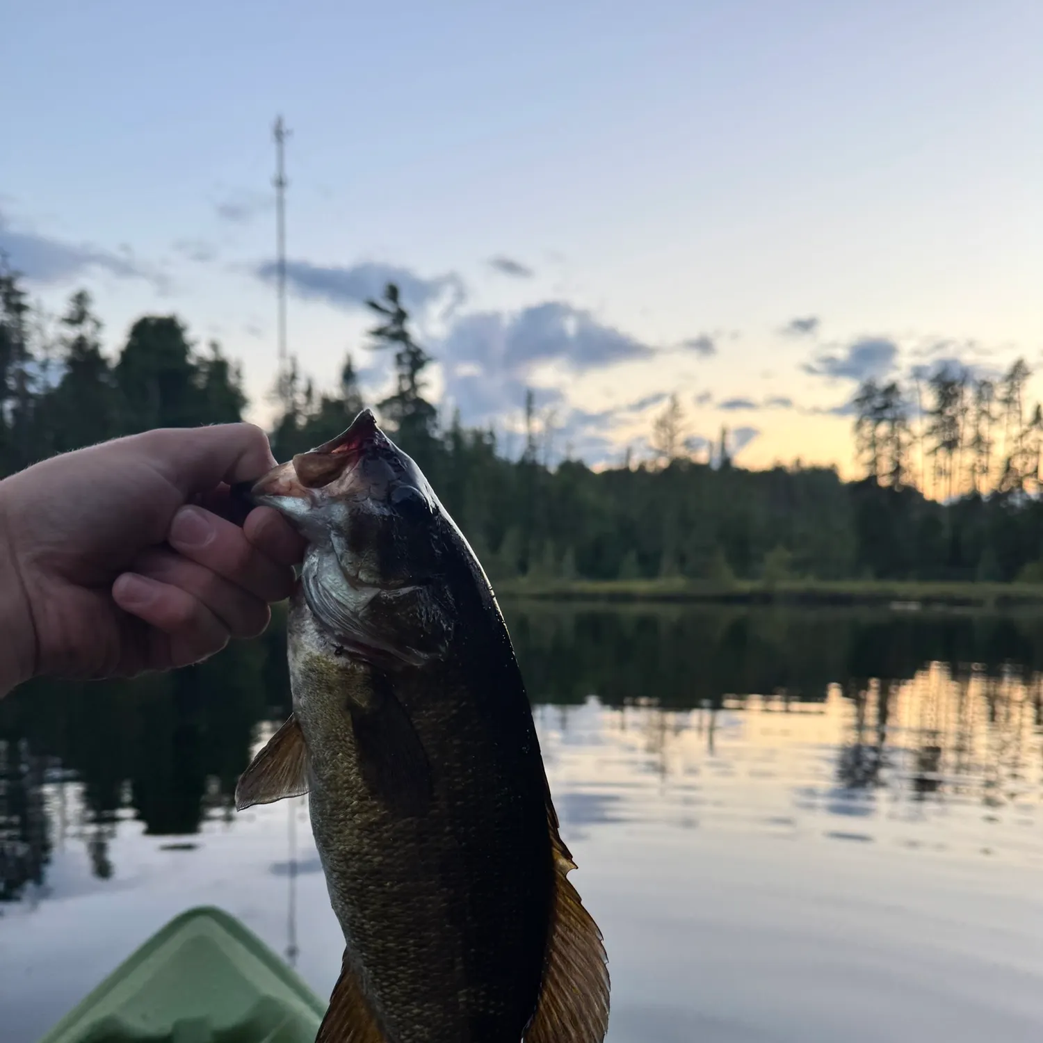 Smallmouth bass caught on Fishbrain