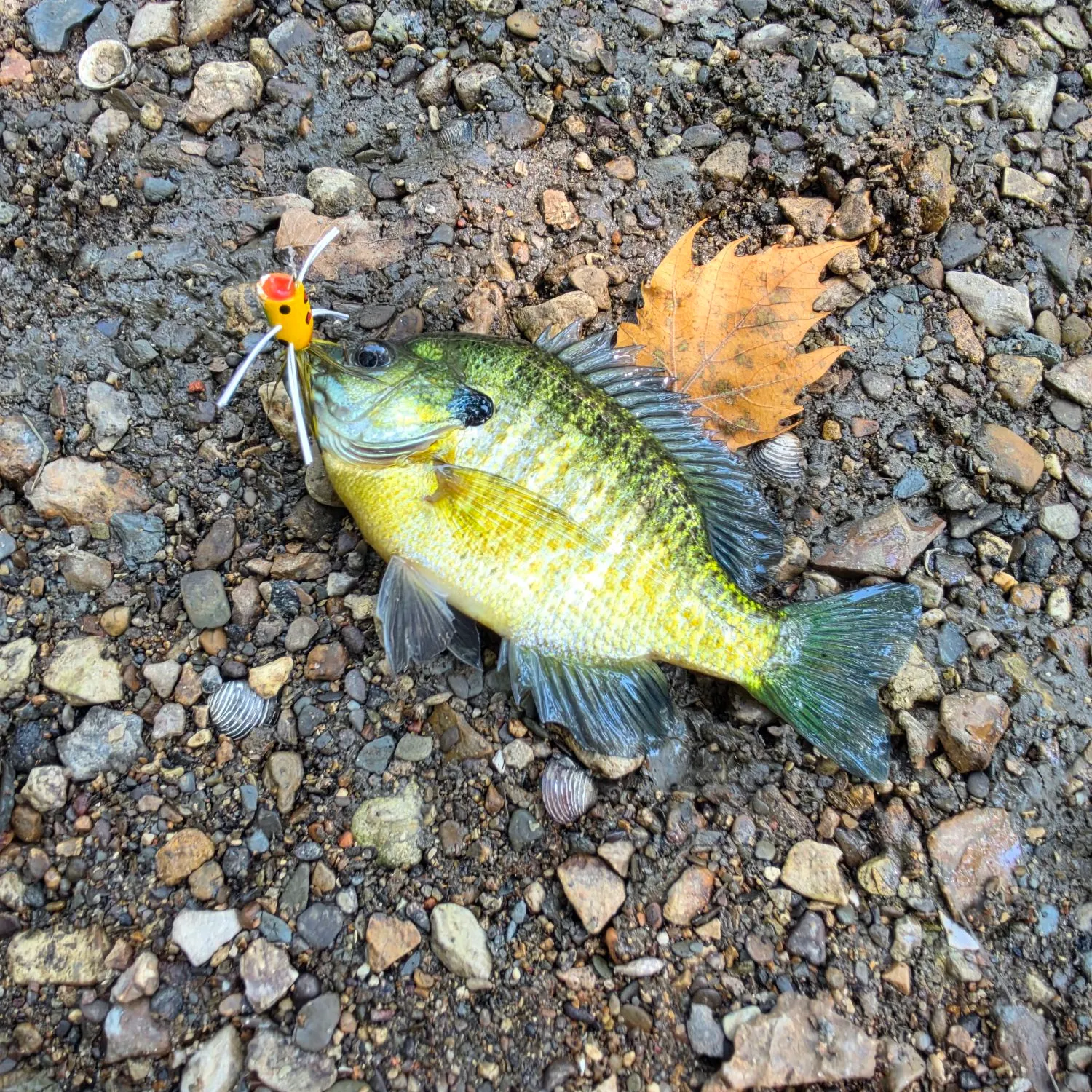 Bluegill caught on Fishbrain