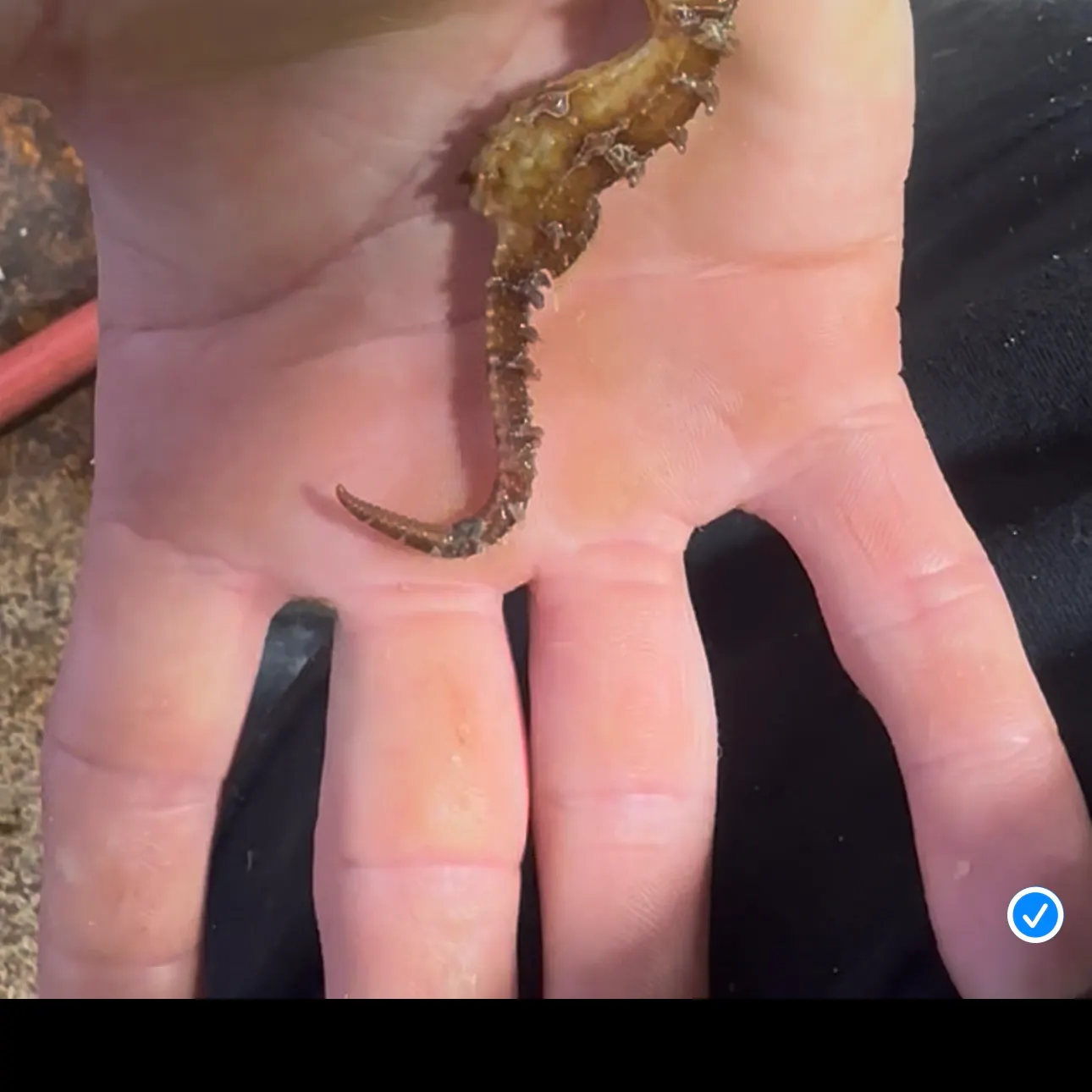 The most recent Thorny seahorse catches on Fishbrain