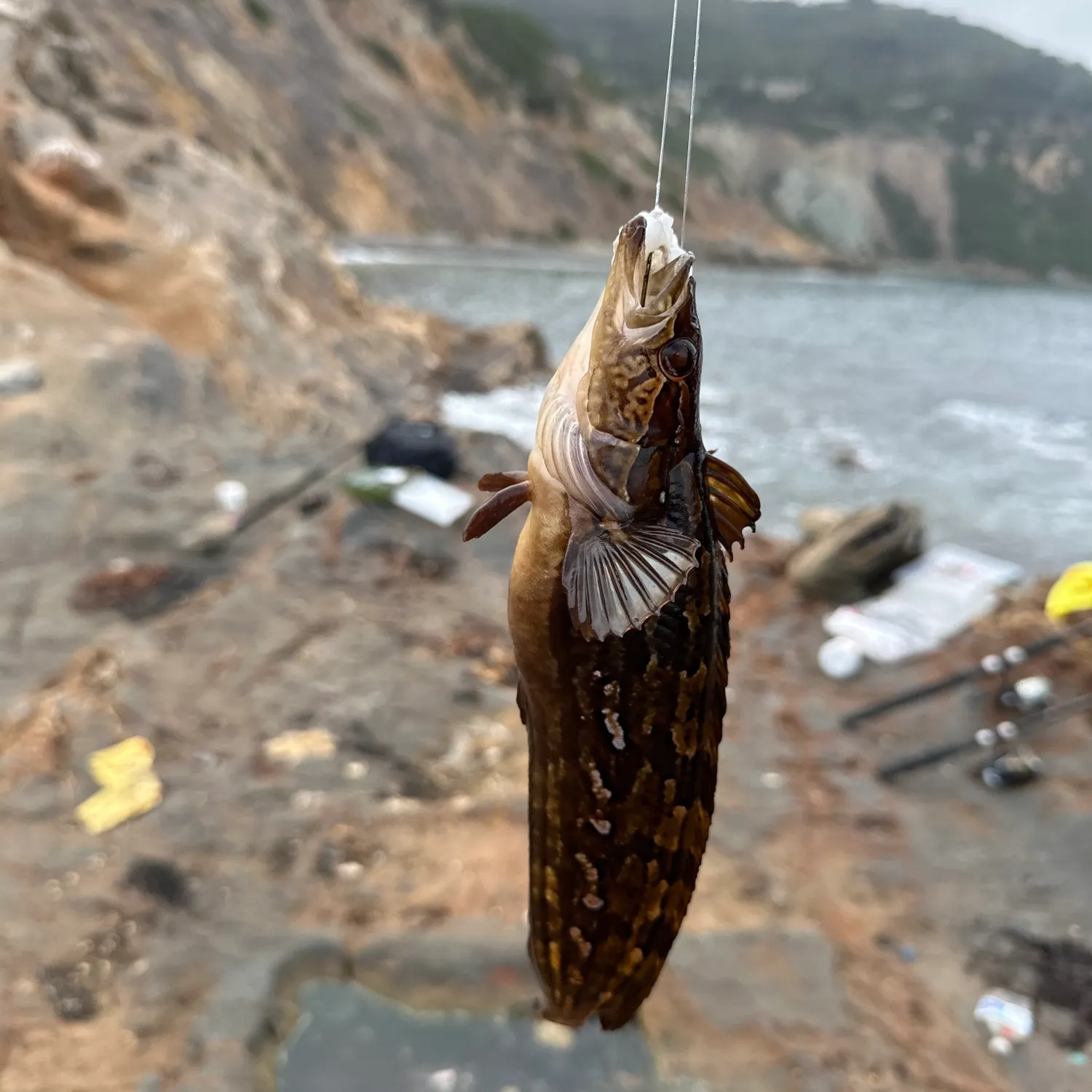 Fish caught on Fishbrain