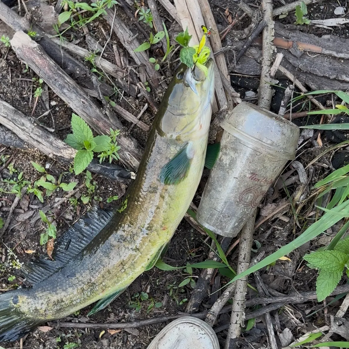 The most recent Eyetail bowfin catches on Fishbrain