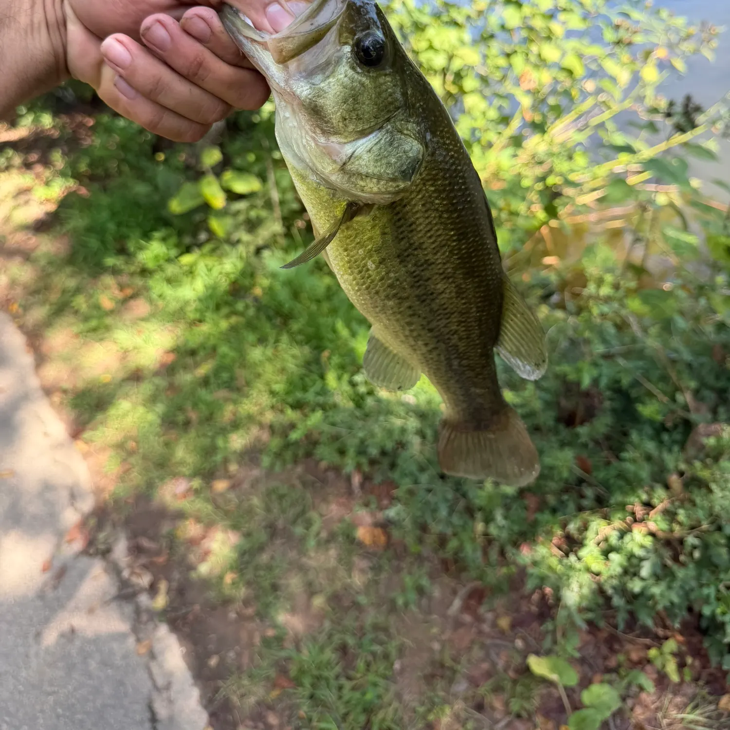Largemouth bass caught on Fishbrain