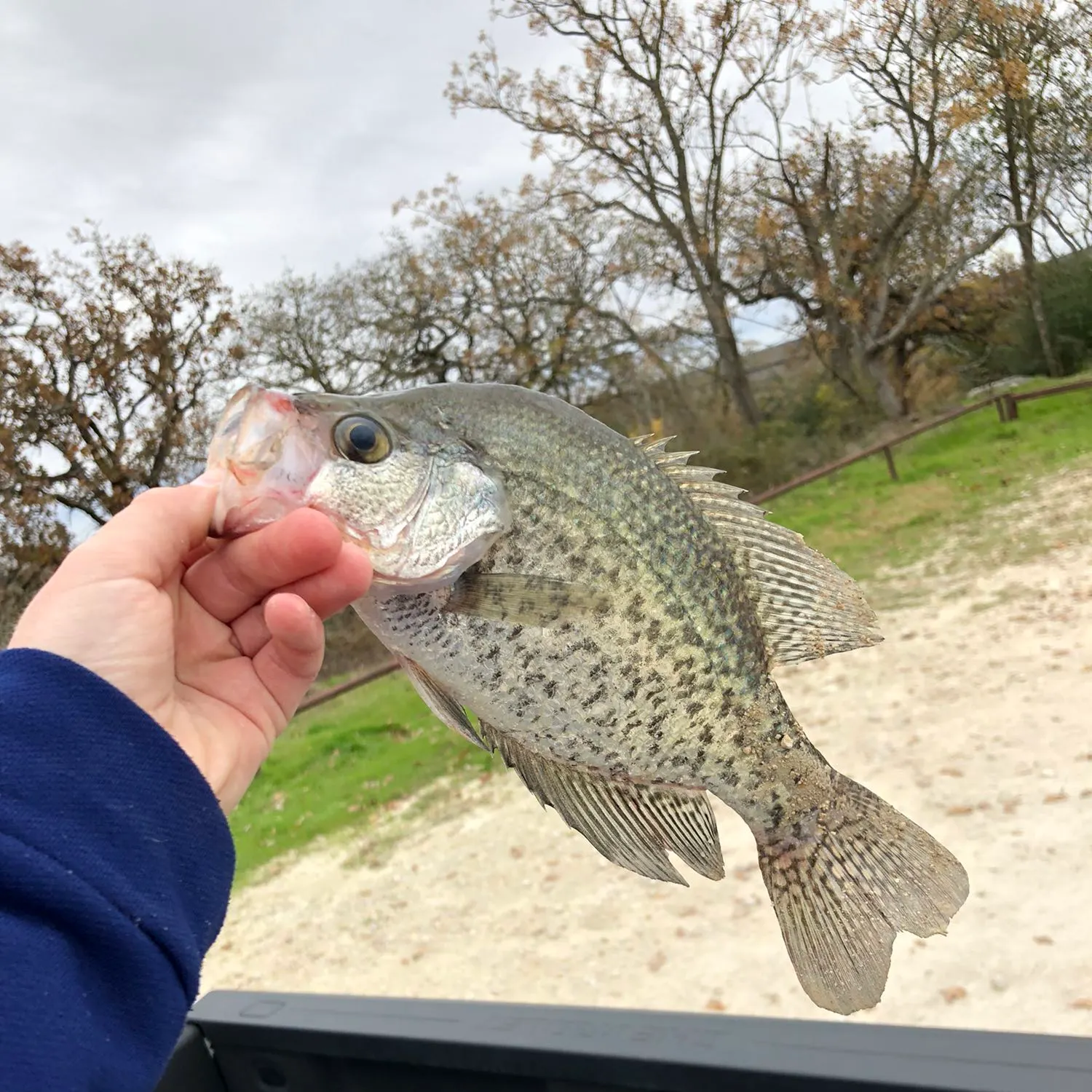 angler catch