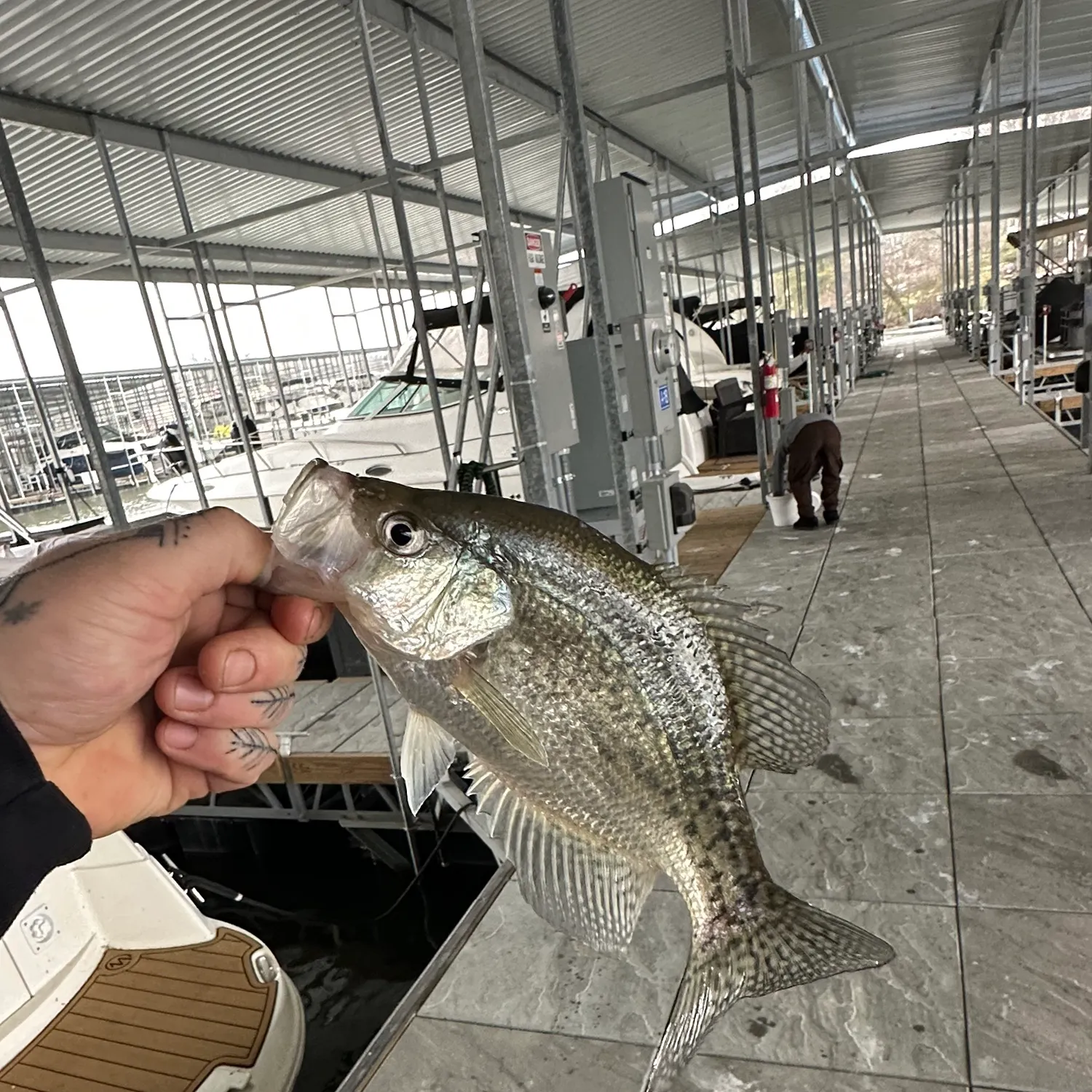 The most recent Black crappie catches on Fishbrain