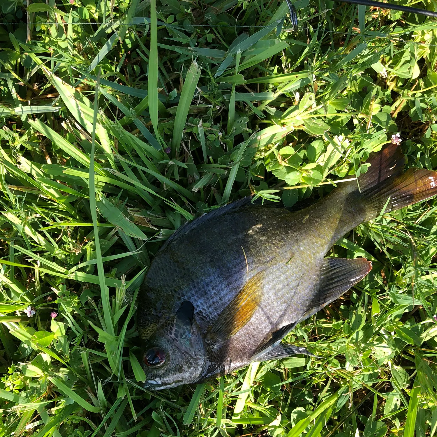 The most recent Coppernose bluegill catches on Fishbrain