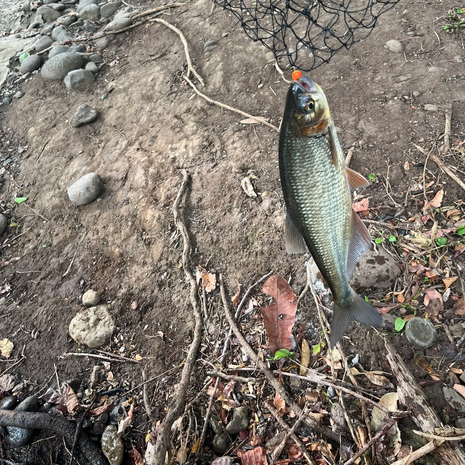 The most recent Machaca catches on Fishbrain