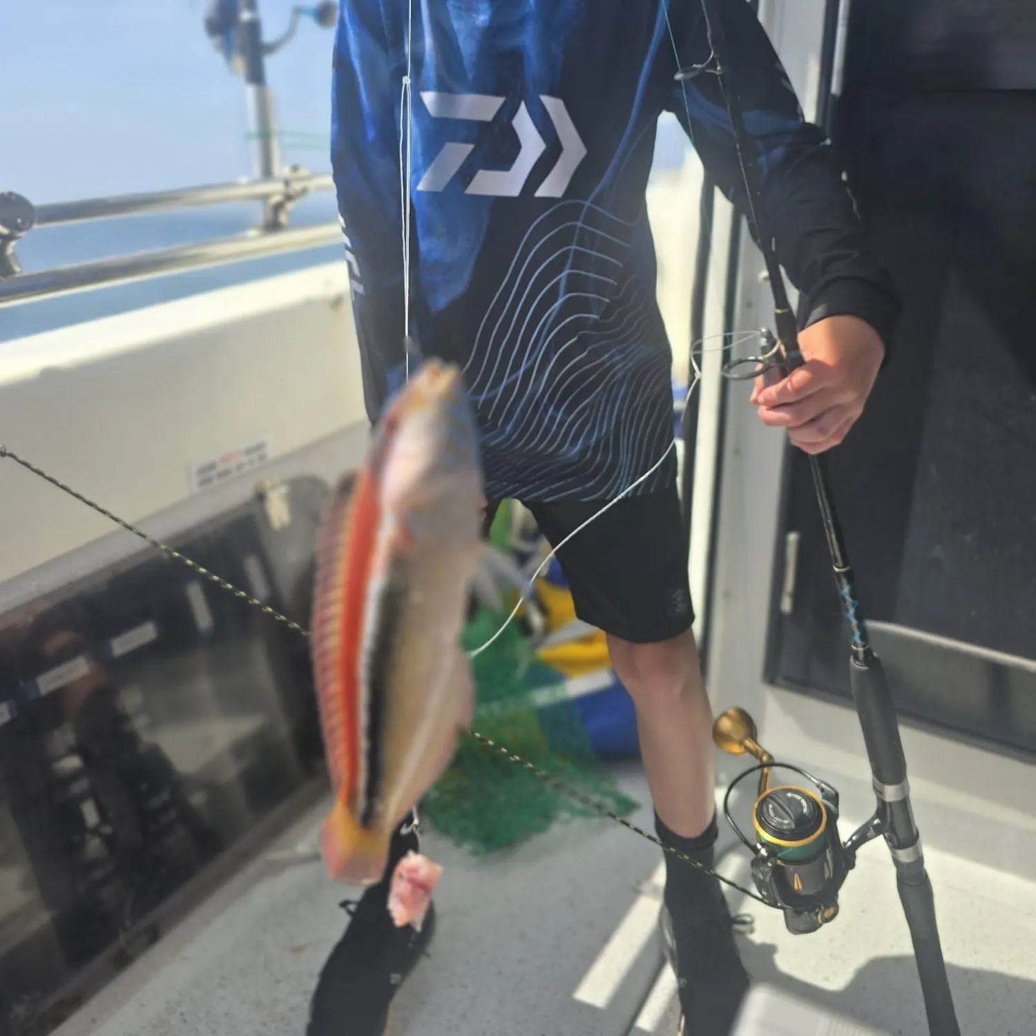 The most recent Maori wrasse catches on Fishbrain