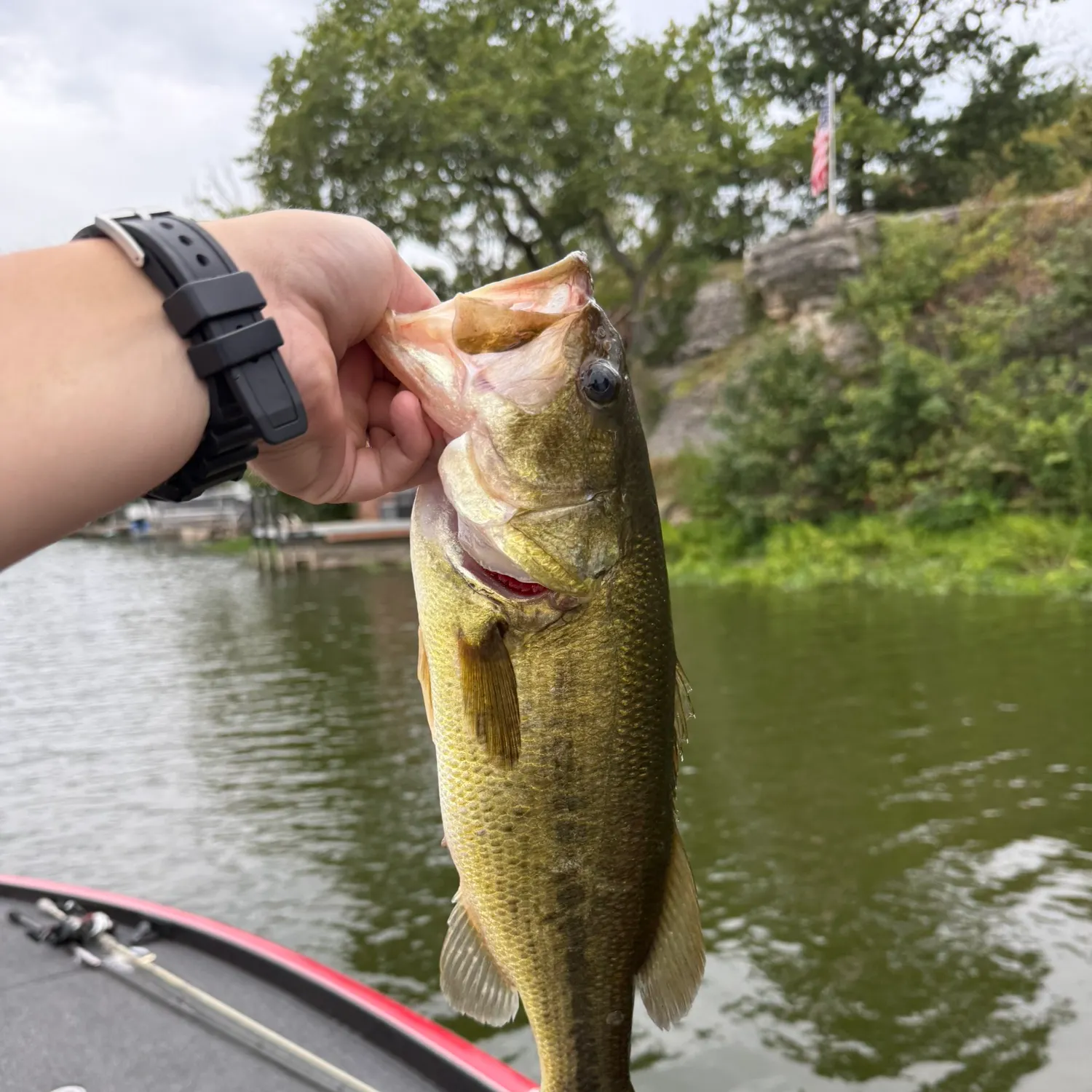 Largemouth bass caught on Fishbrain