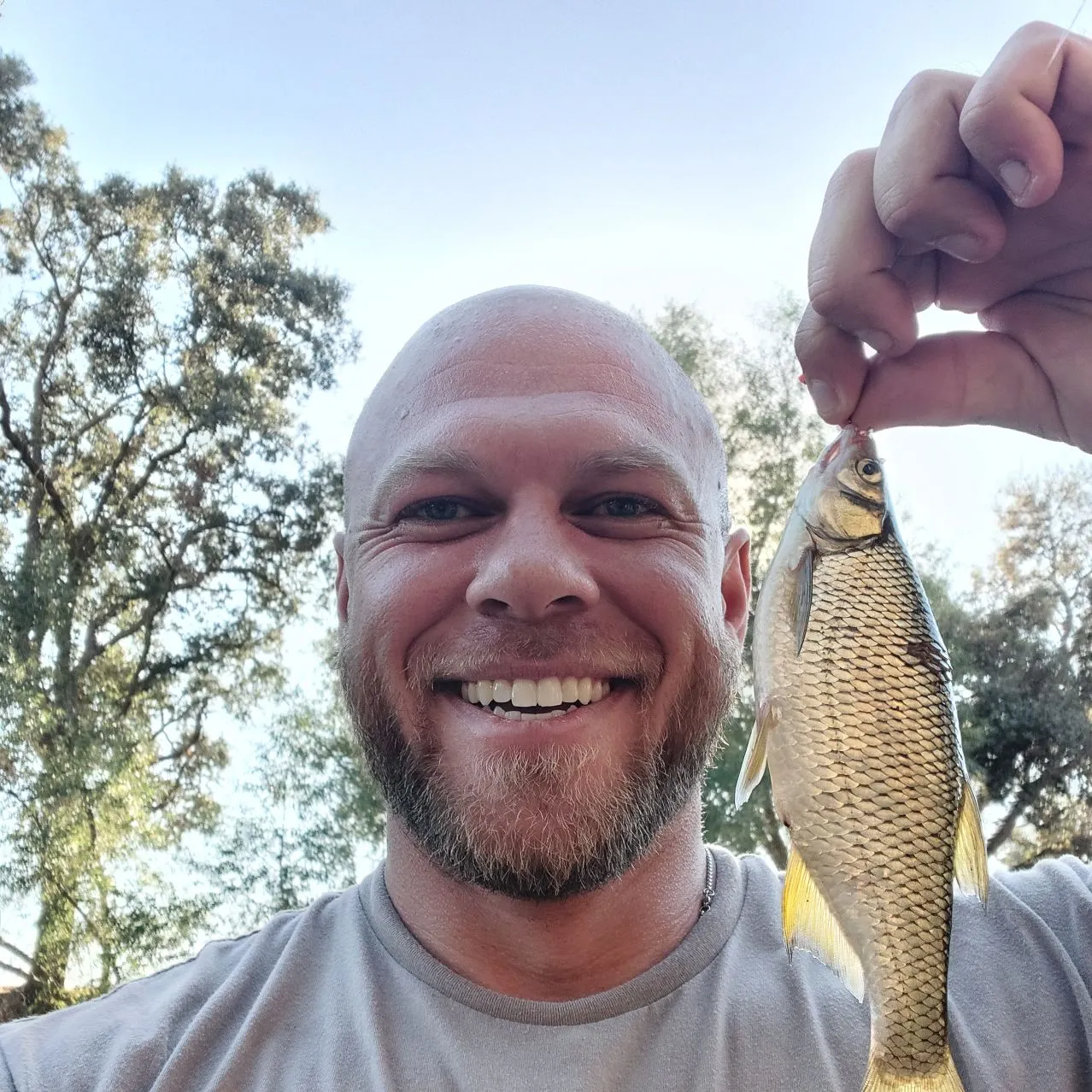 Golden shiner caught on Fishbrain