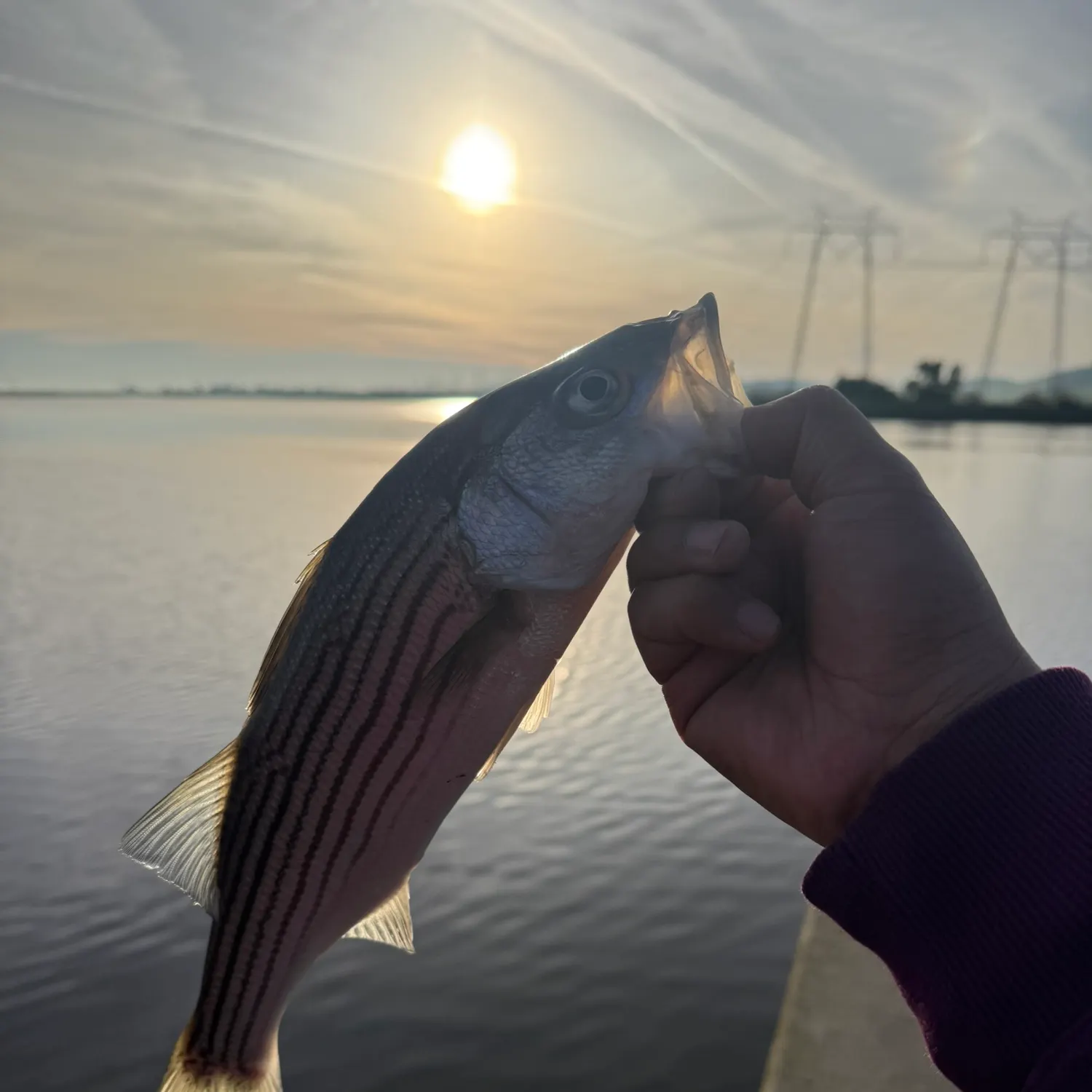 The most recent Striped bass catches on Fishbrain