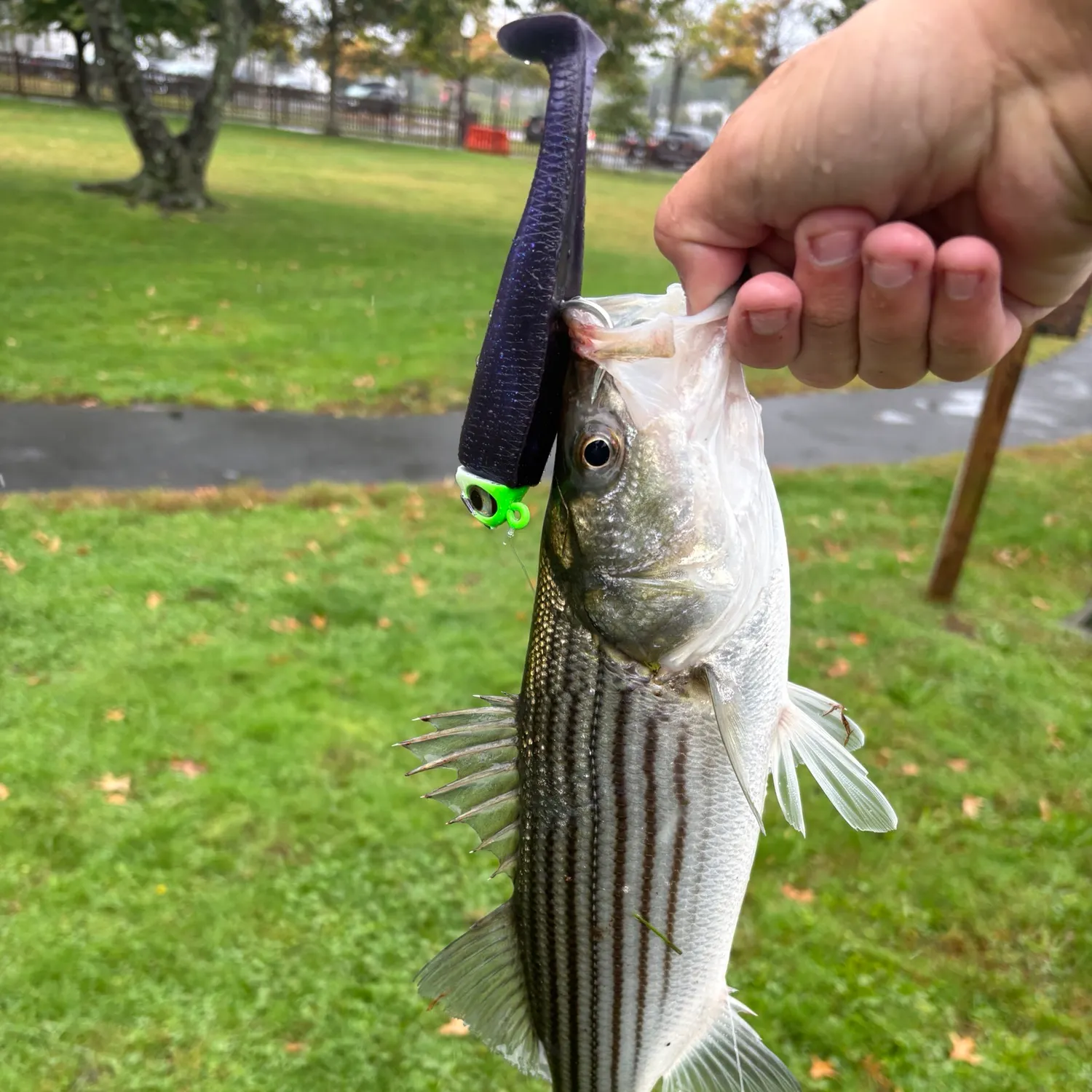 Striped bass caught on Fishbrain