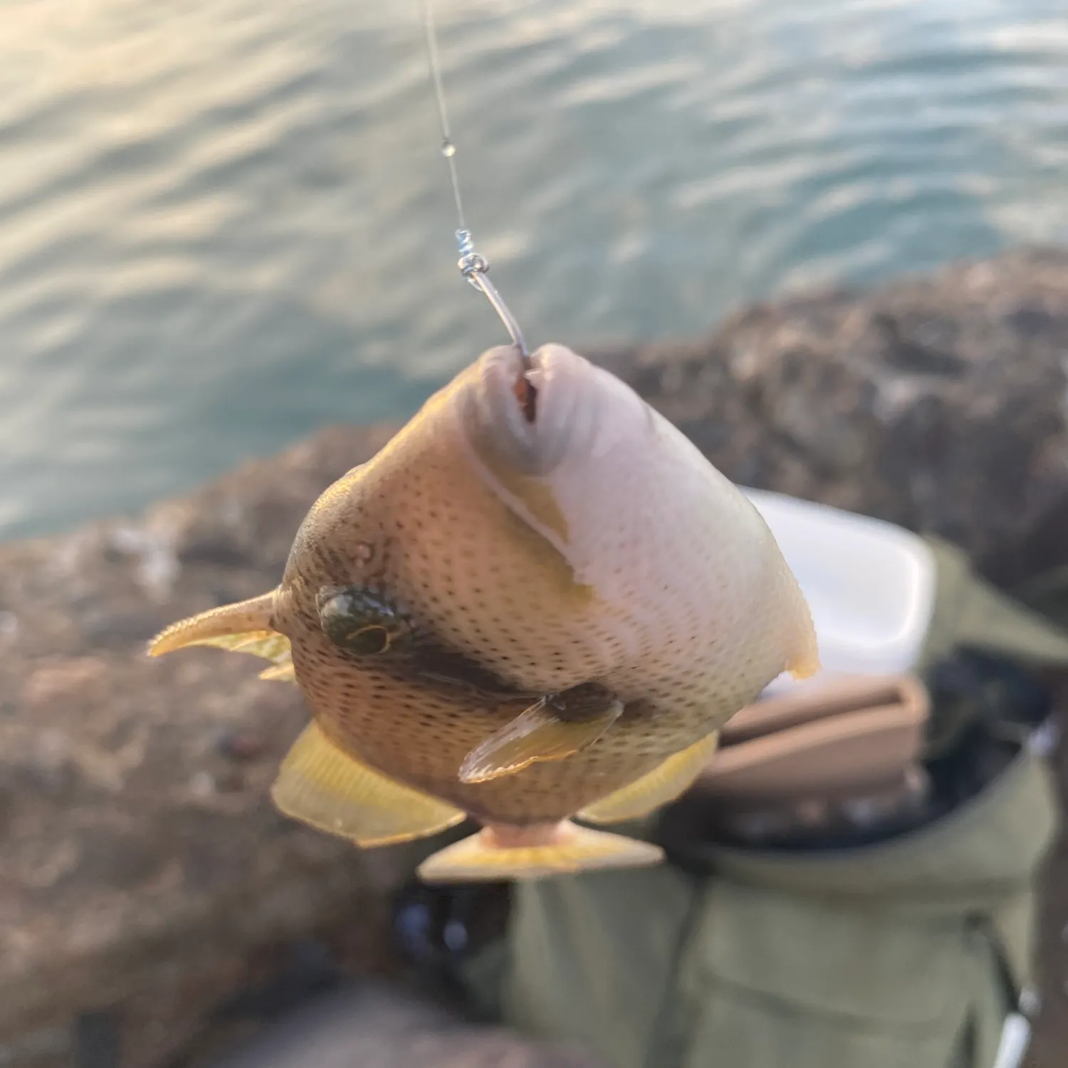 The most recent Titan triggerfish catches on Fishbrain