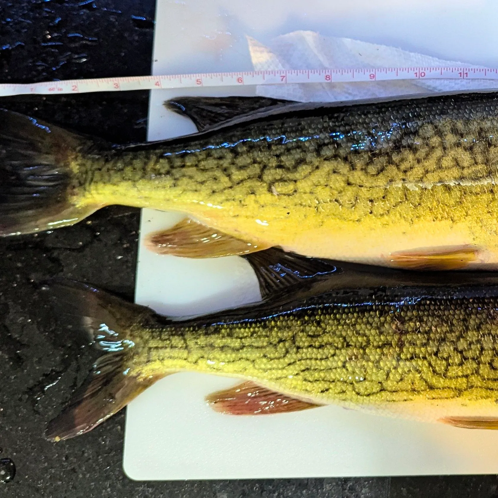 recently logged catches