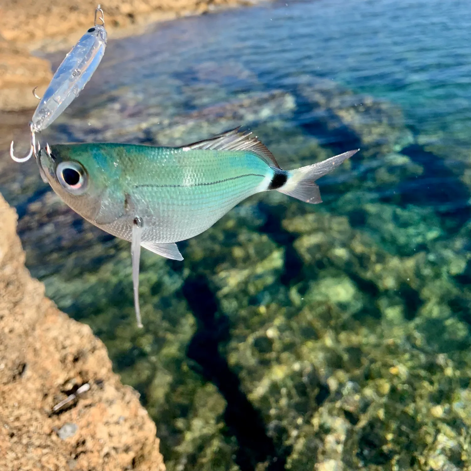 The most recent Saddled seabream catches on Fishbrain