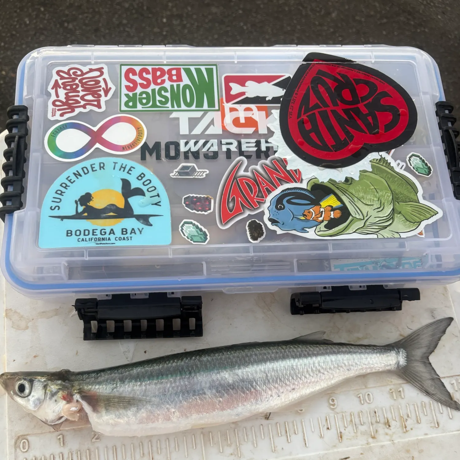 Jack smelt caught on Fishbrain