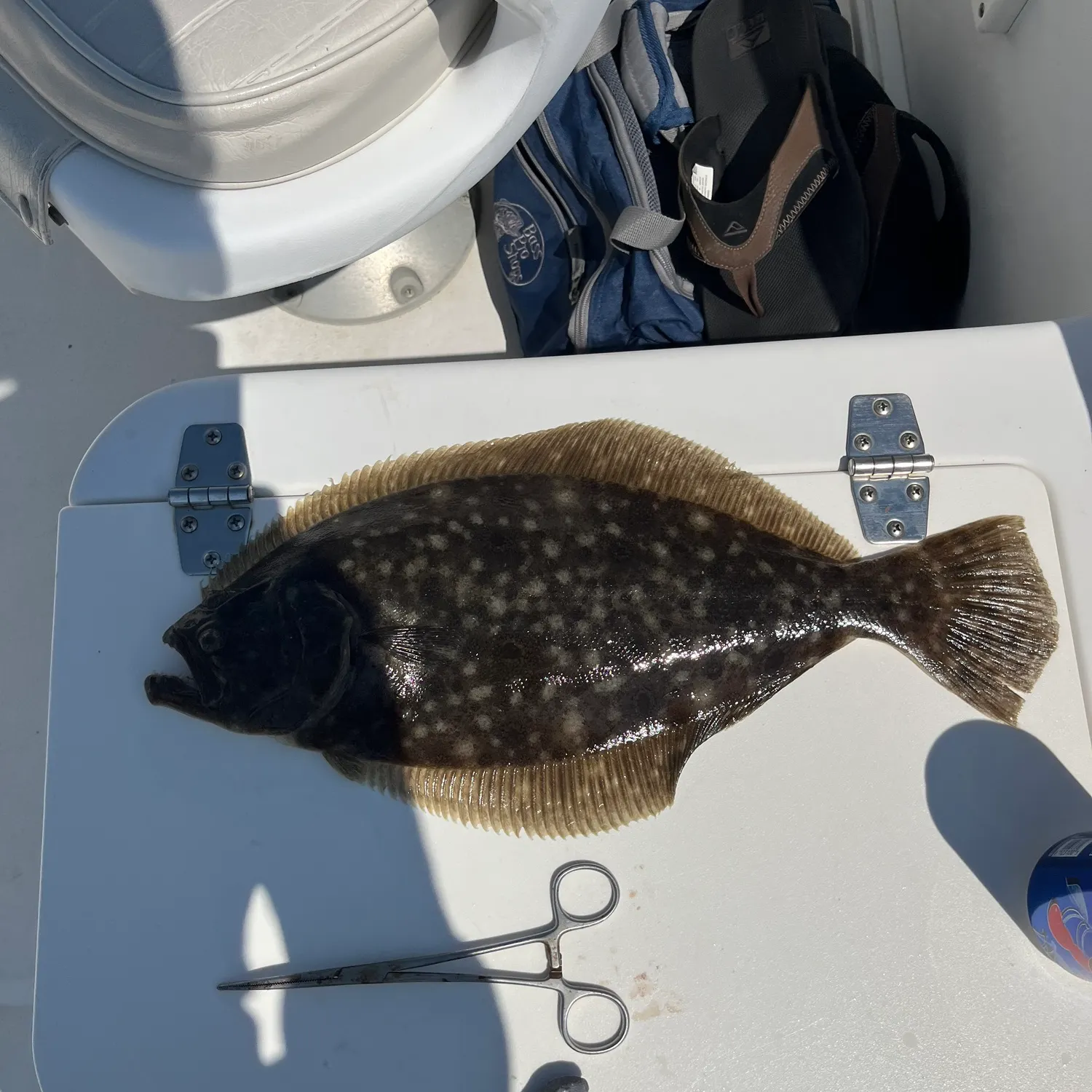 Summer flounder caught on Fishbrain