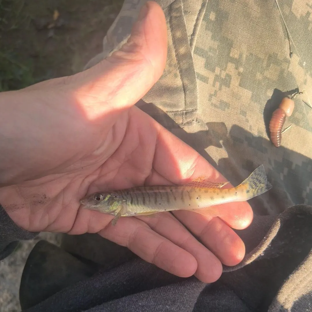 Common logperch caught on Fishbrain