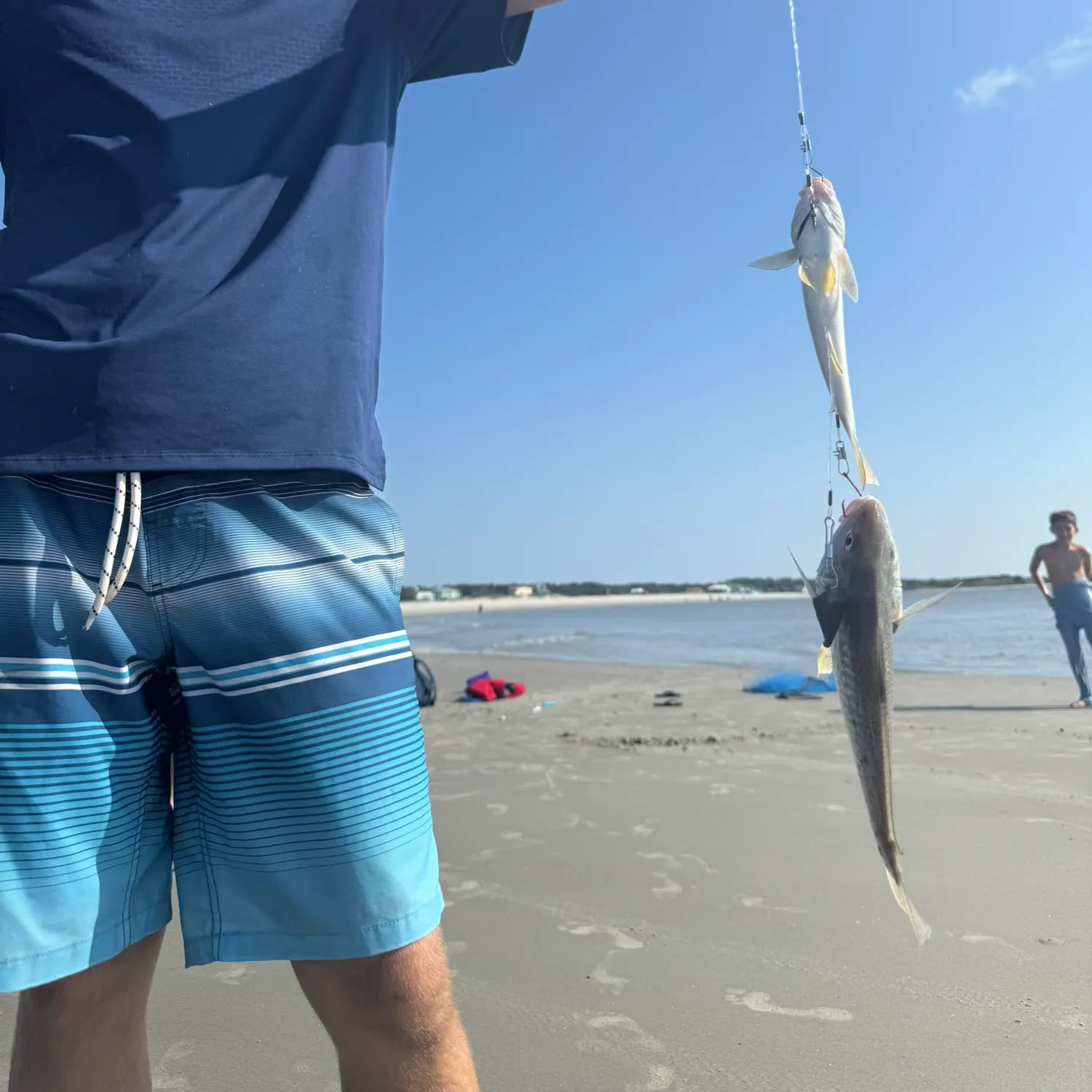 Atlantic croaker caught on Fishbrain
