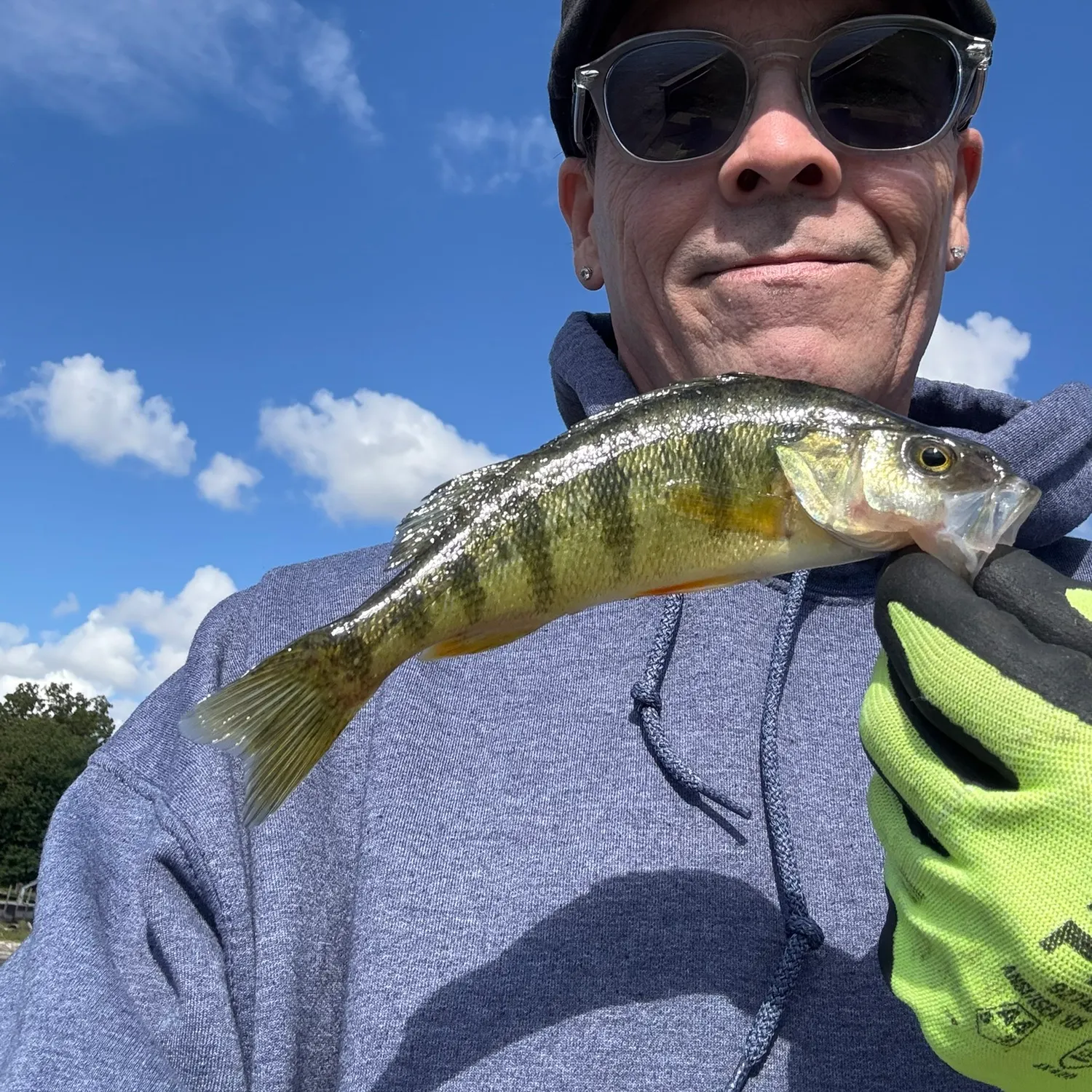 Yellow perch caught on Fishbrain