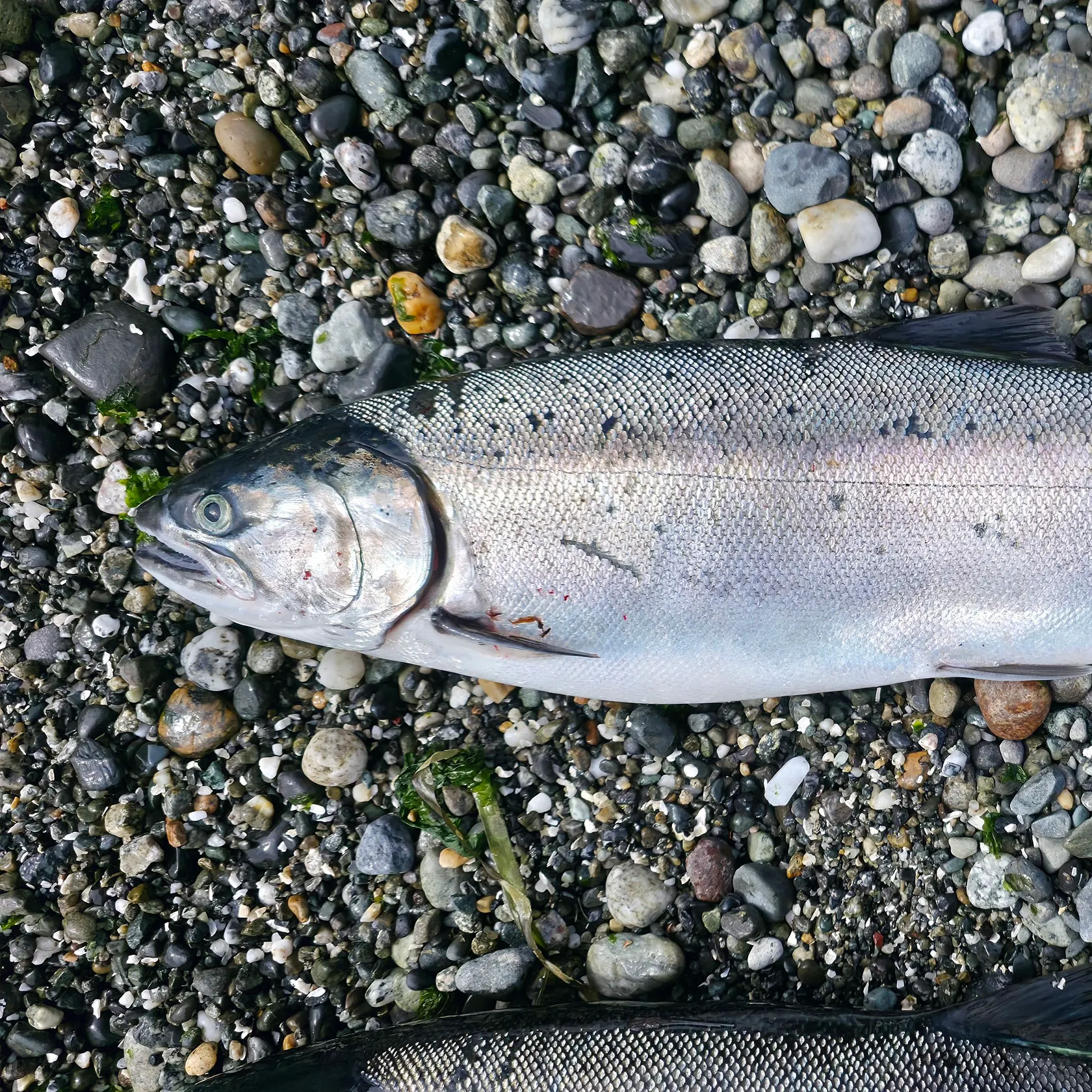 Coho salmon caught on Fishbrain