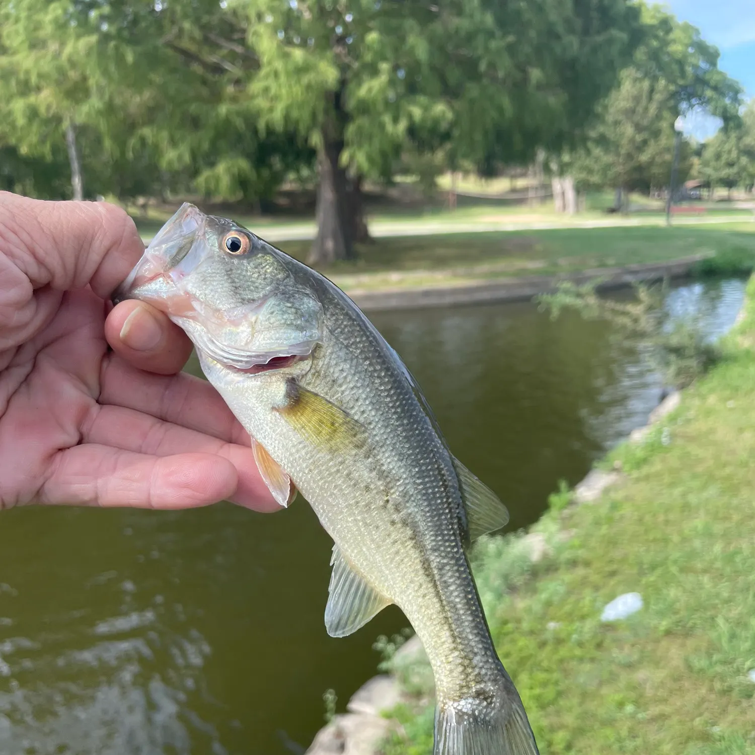 Largemouth bass caught on Fishbrain