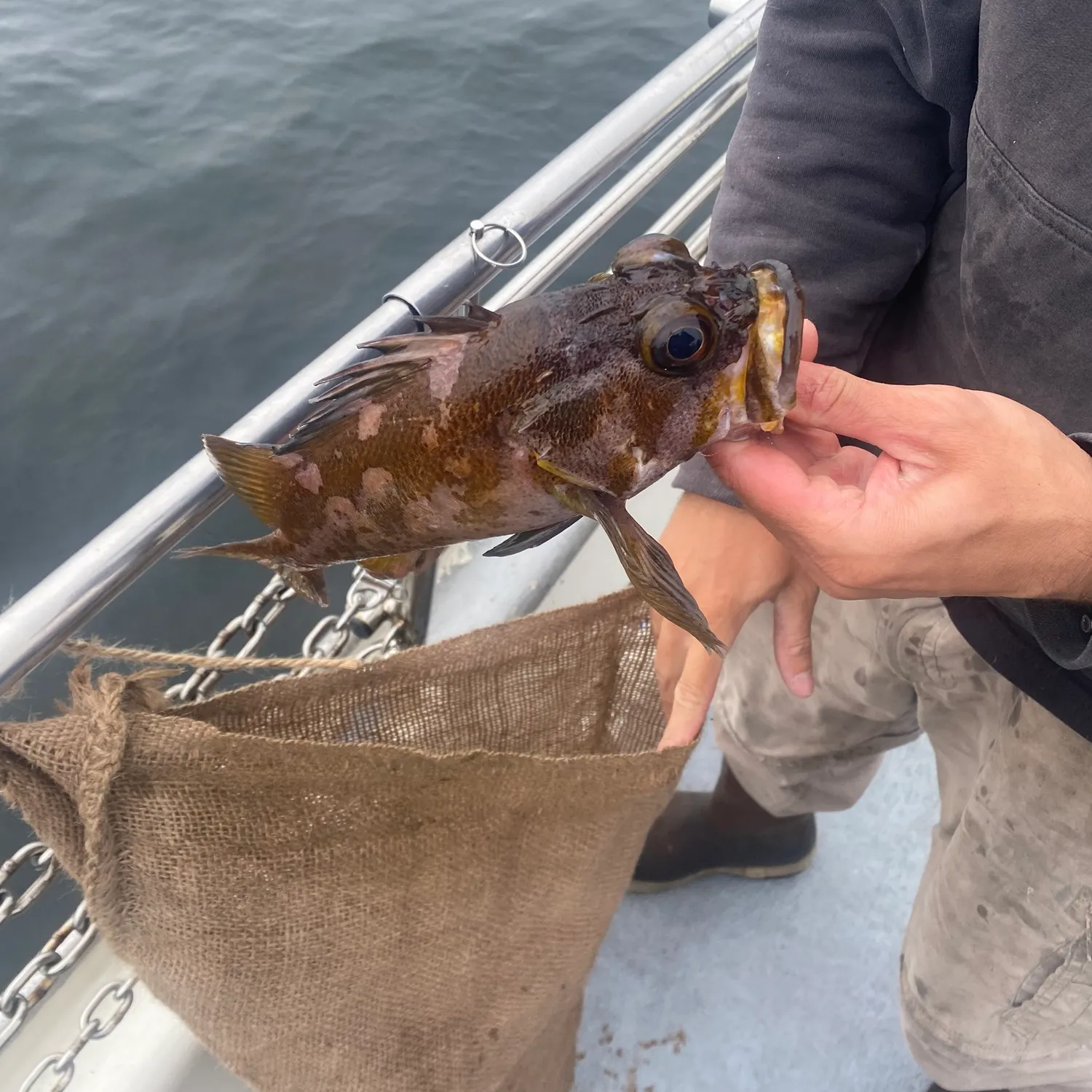 The most recent Copper rockfish catches on Fishbrain
