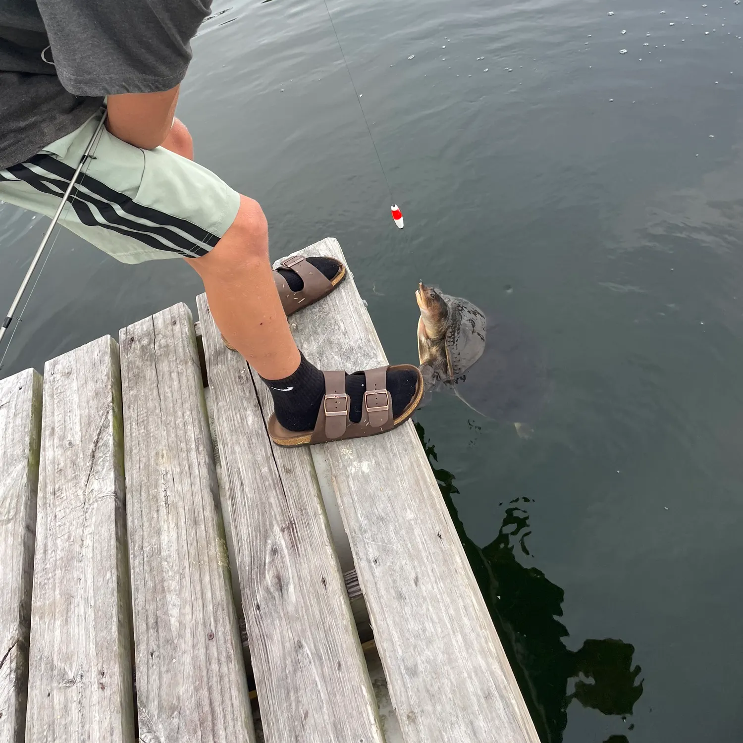 The most recent Spiny softshell turtle catches on Fishbrain