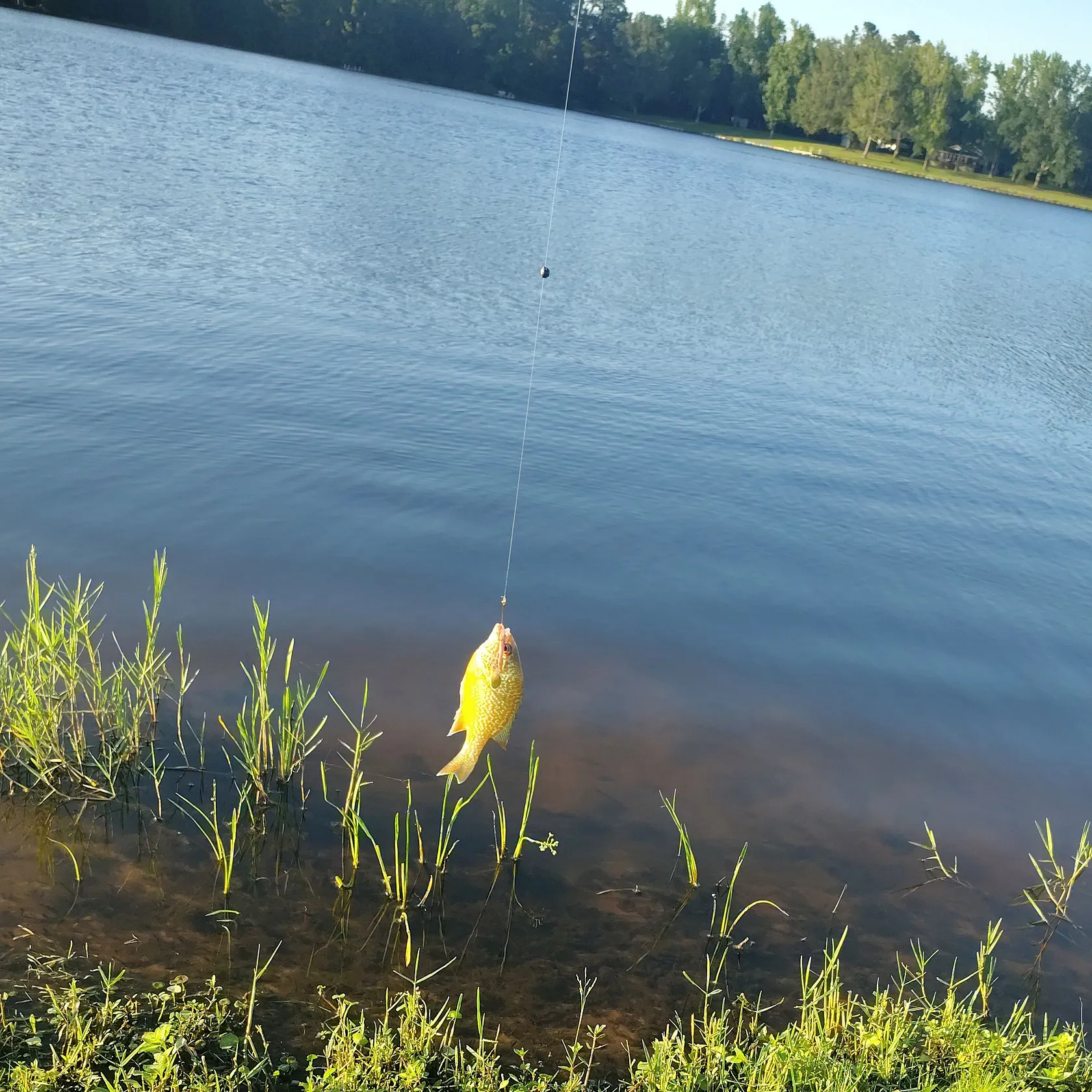 The most recent Redbreast sunfish catches on Fishbrain