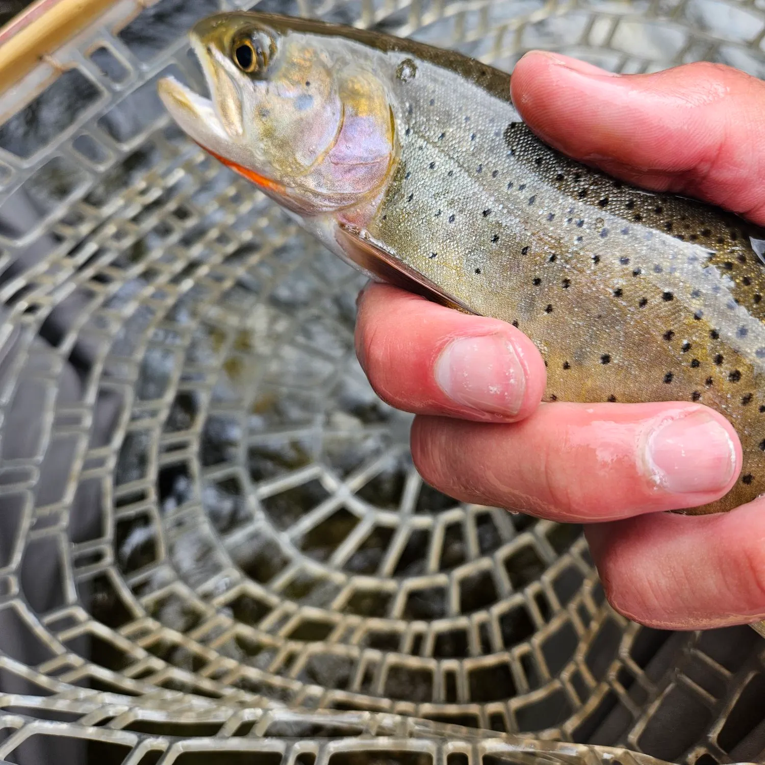 The most recent Yellowstone cutthroat trout catches on Fishbrain