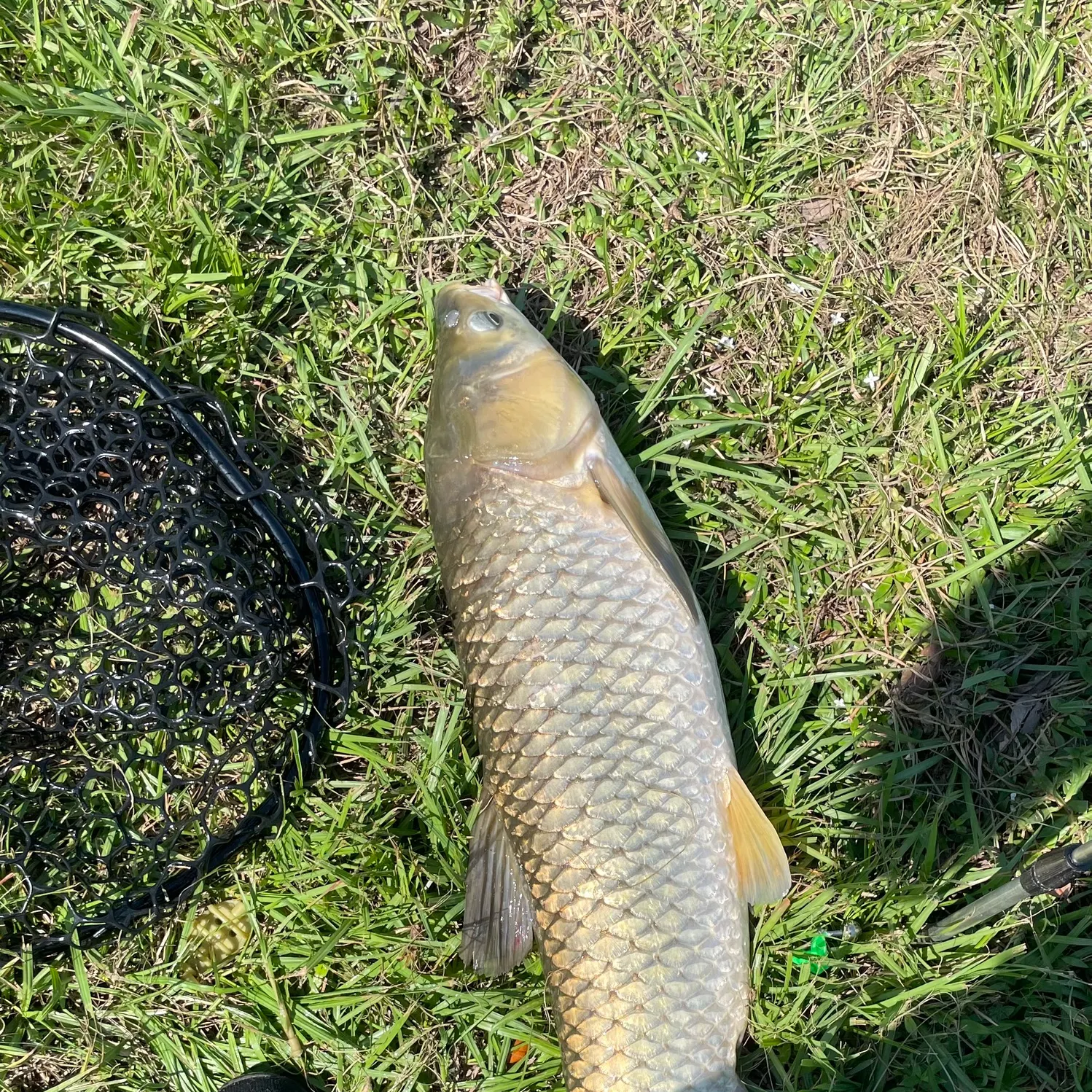 Grass carp caught on Fishbrain