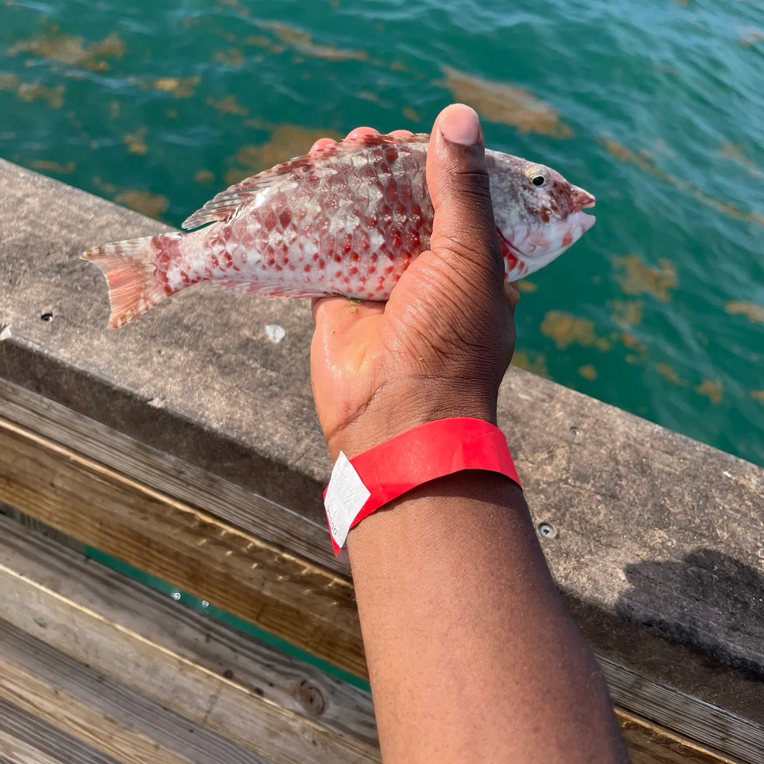 The most recent Common parrotfish catches on Fishbrain