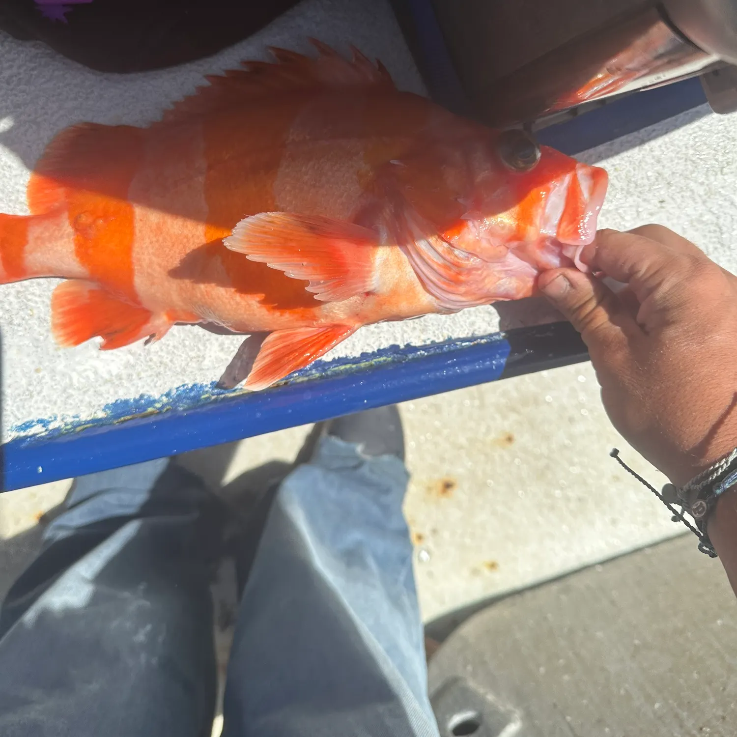 The most recent Redbanded rockfish catches on Fishbrain