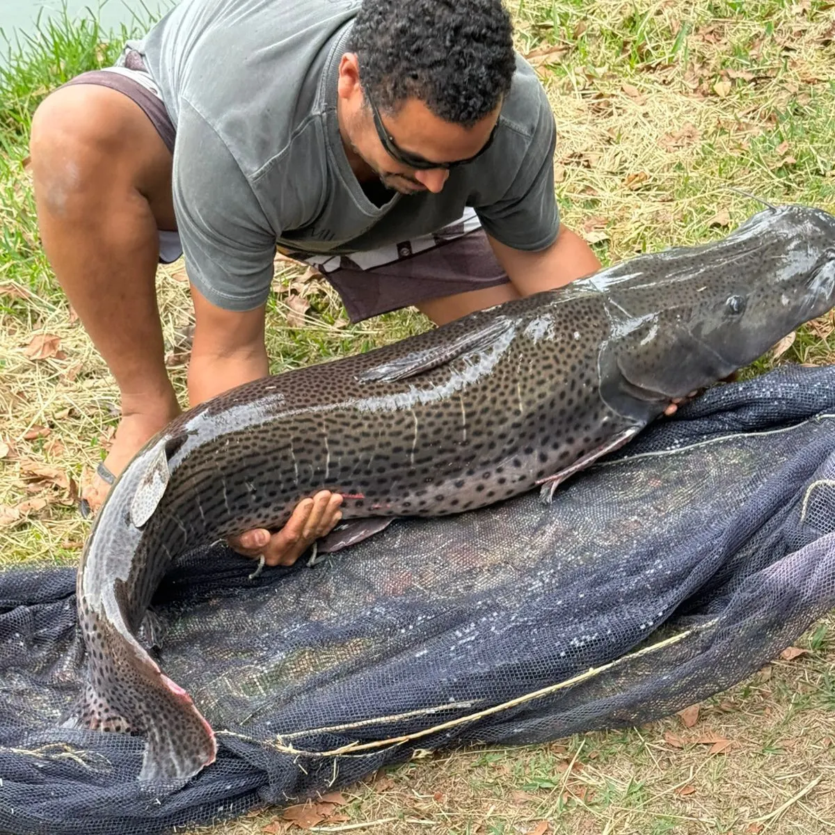 The most recent Spotted sorubim catches on Fishbrain