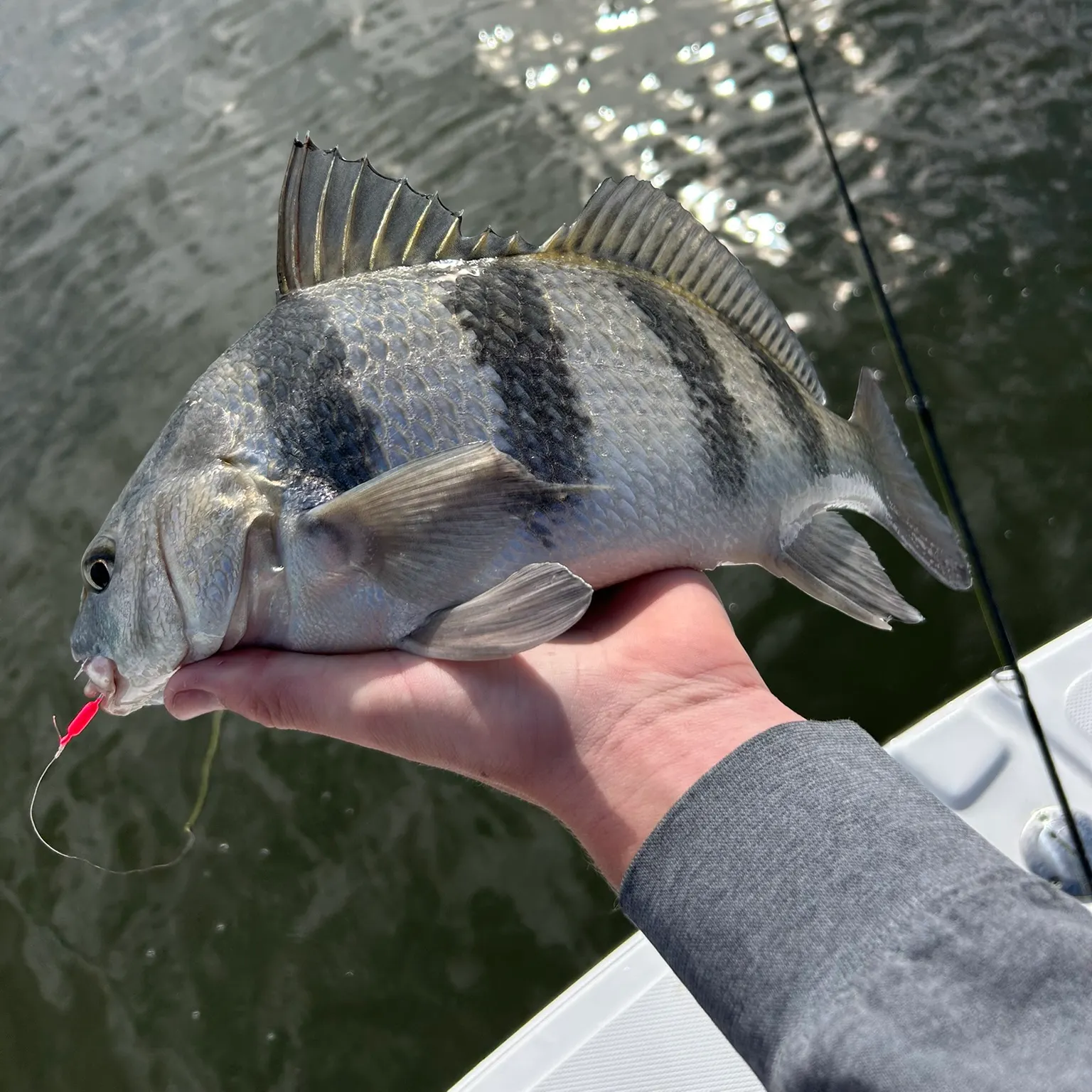 The most recent Black drum catches on Fishbrain