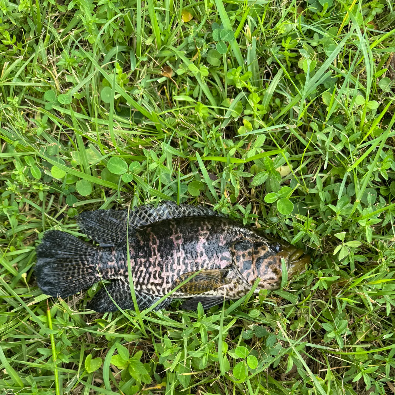 Jaguar cichlid caught on Fishbrain