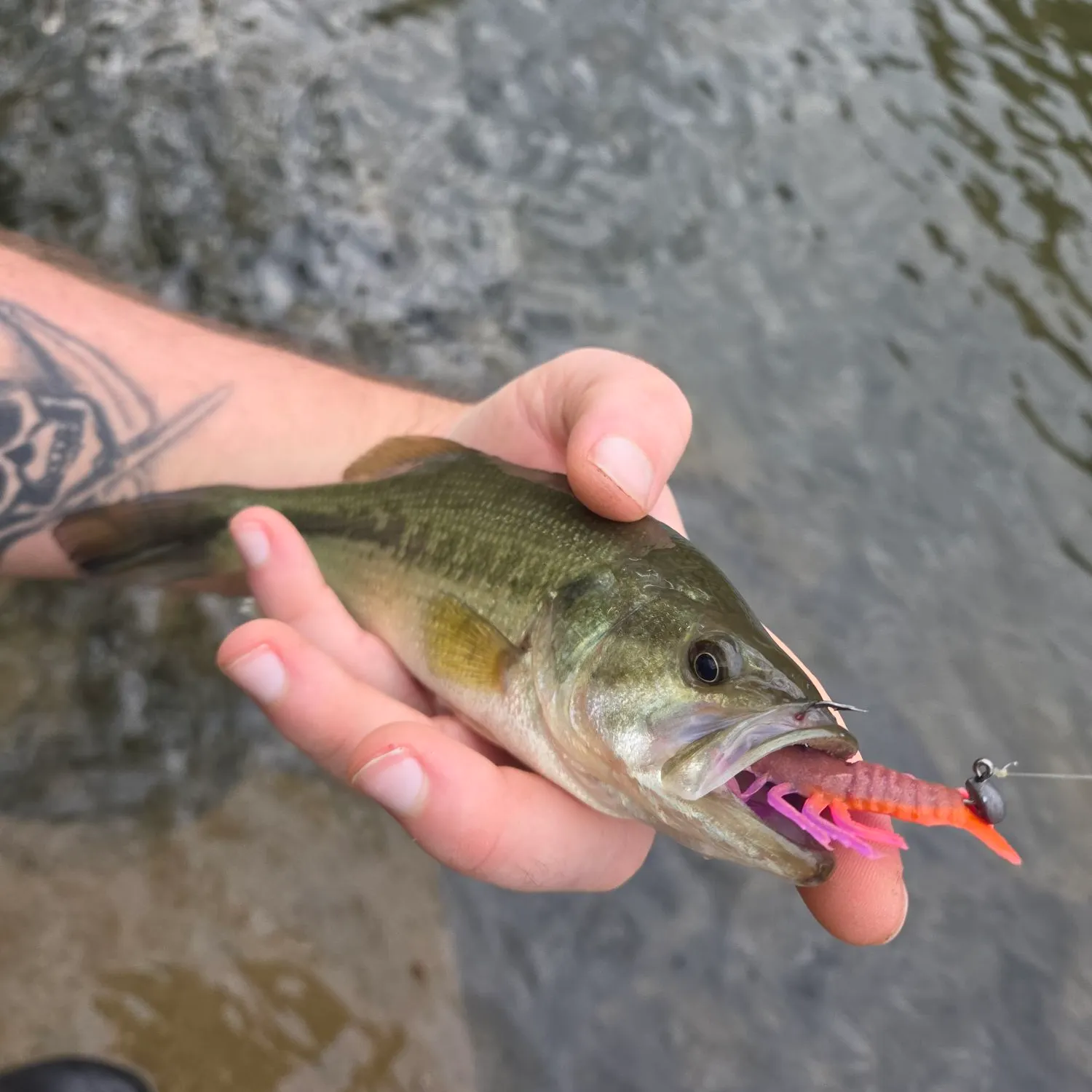 Largemouth bass caught on Fishbrain