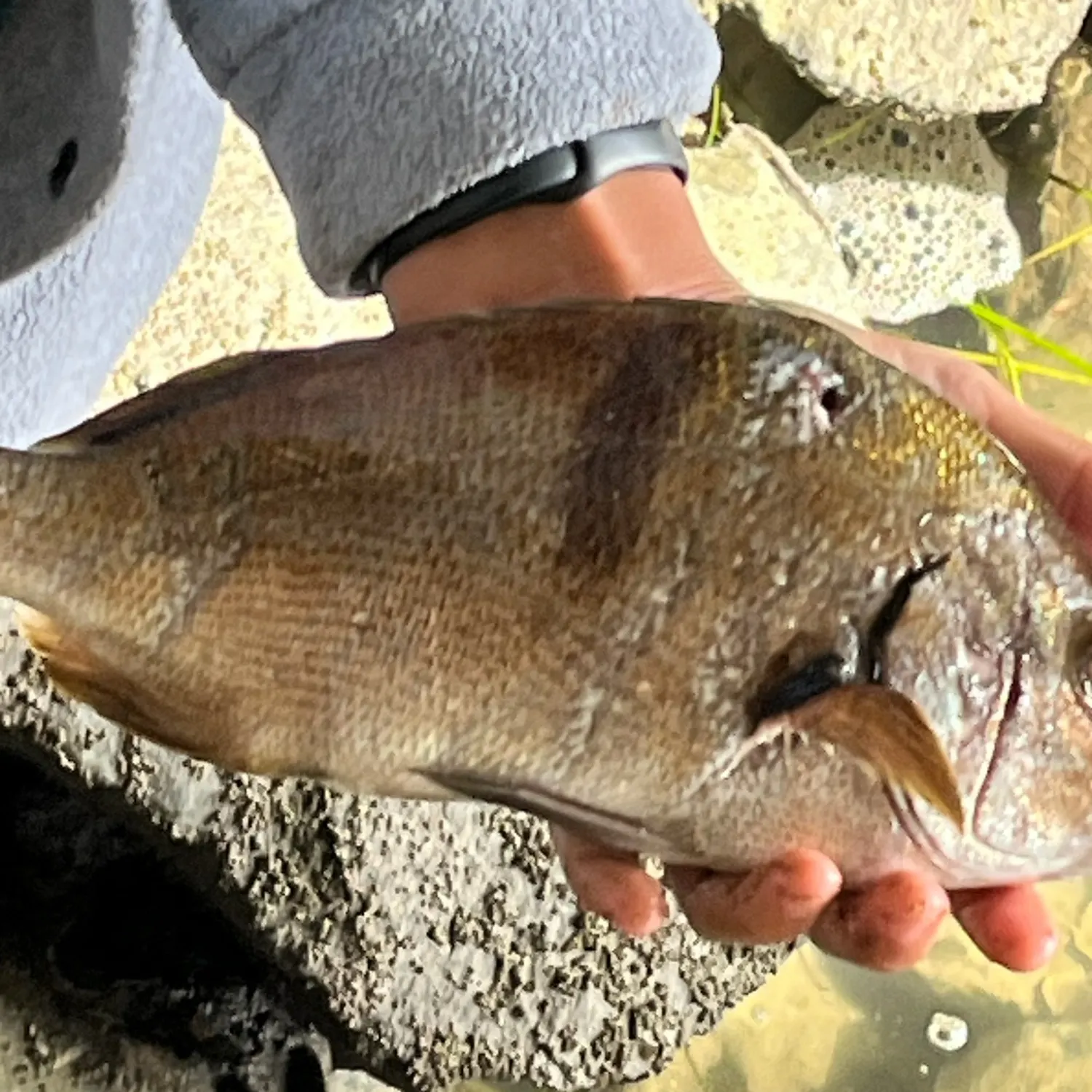 The most recent Sargo catches on Fishbrain