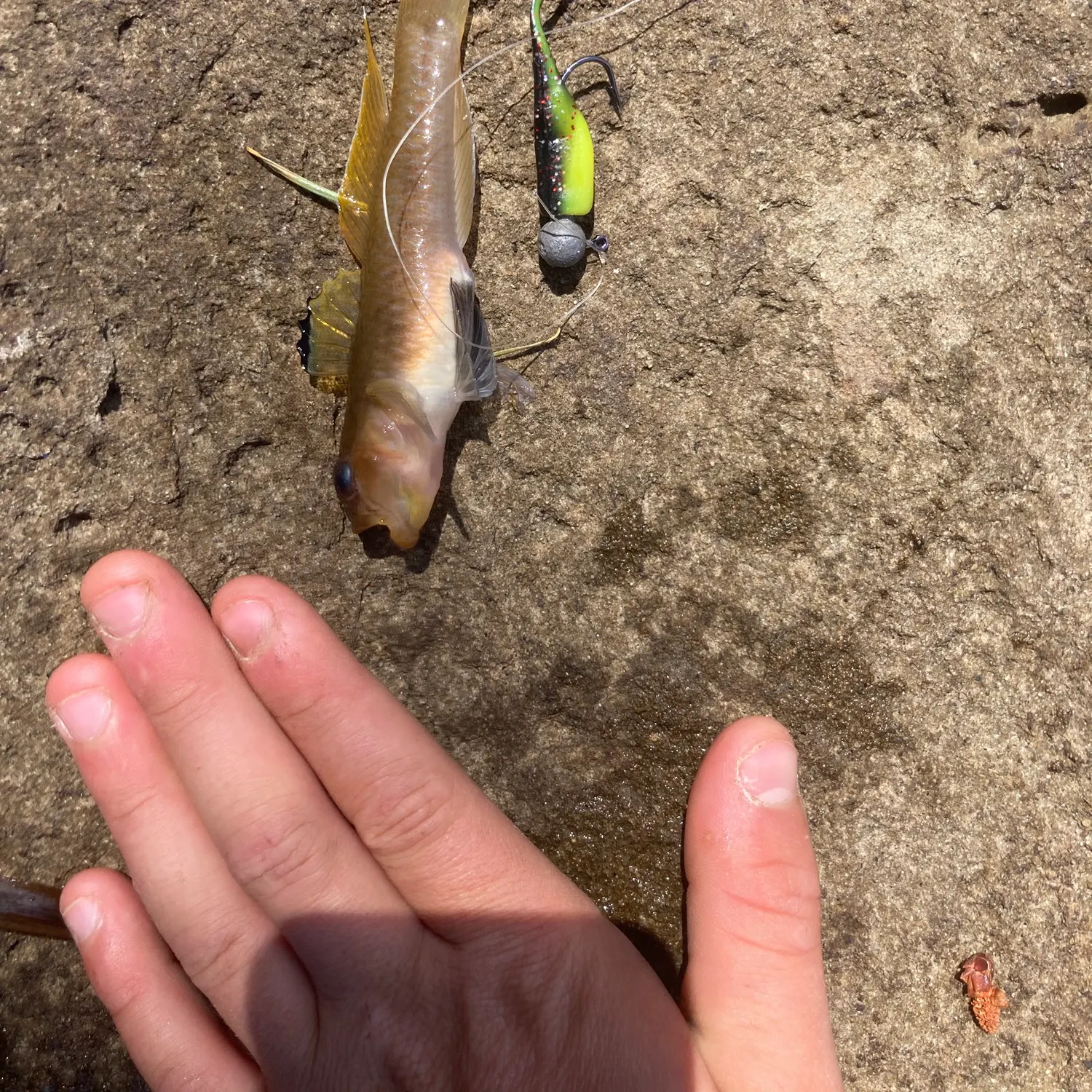 The most recent Blackeye goby catches on Fishbrain