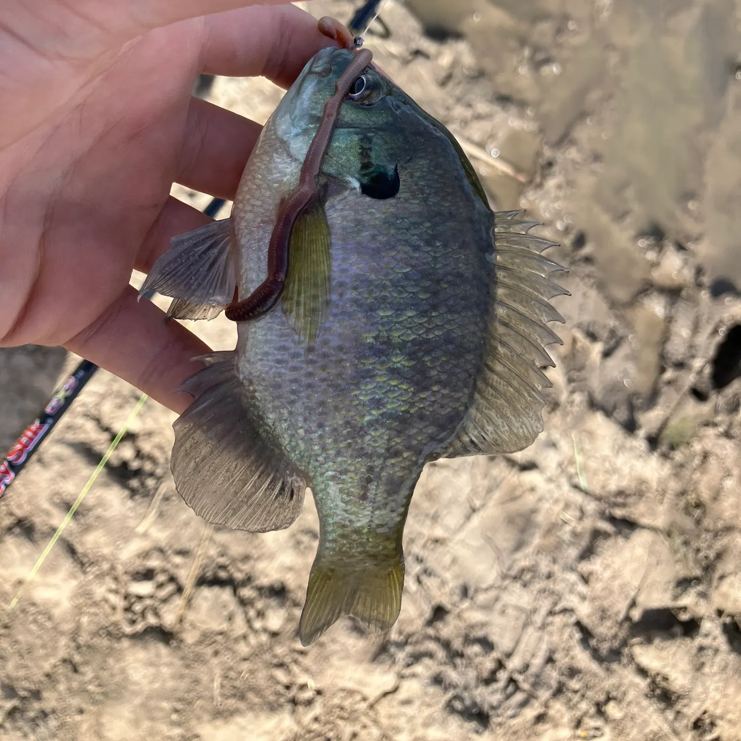 Bluegill caught on Fishbrain