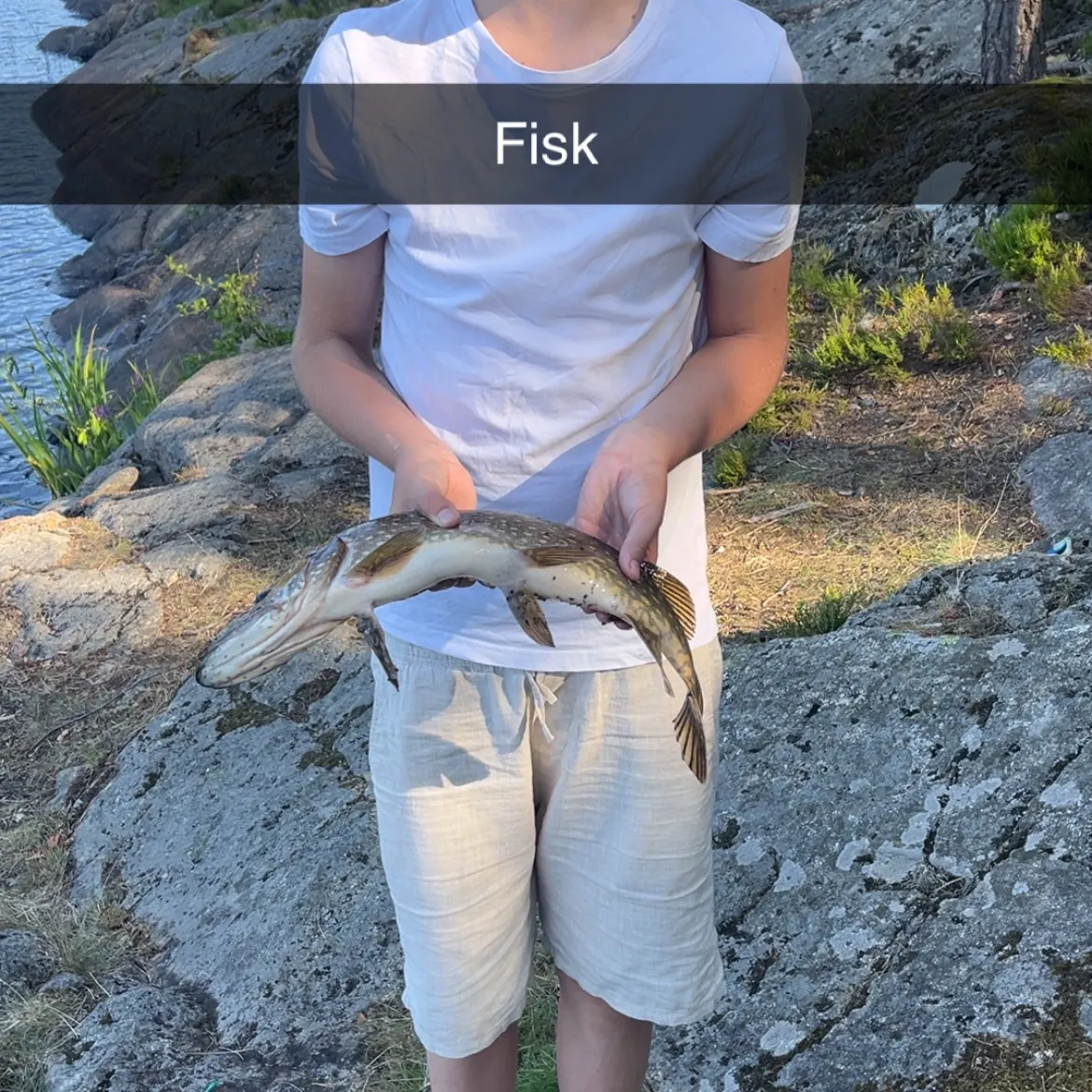 Northern pike caught on Fishbrain