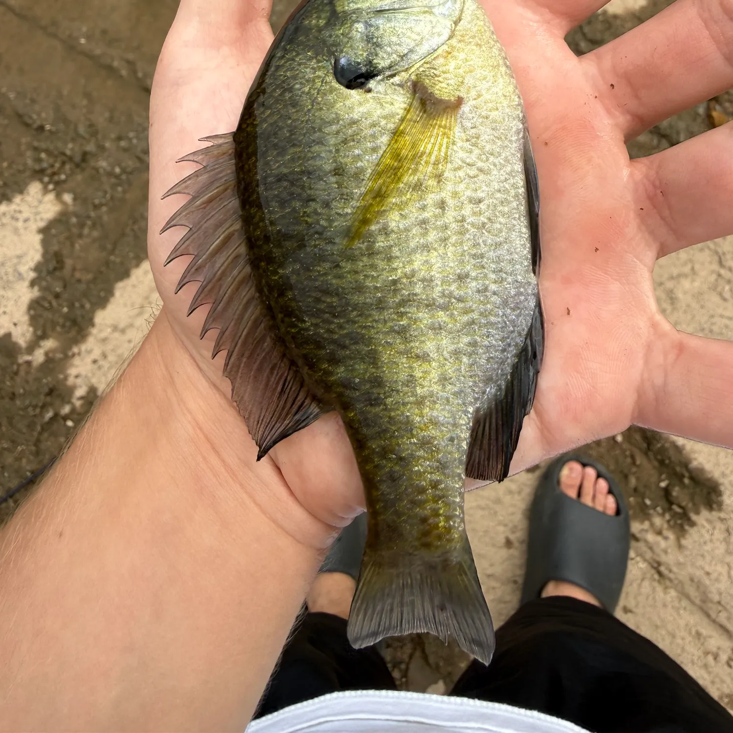 Bluegill caught on Fishbrain